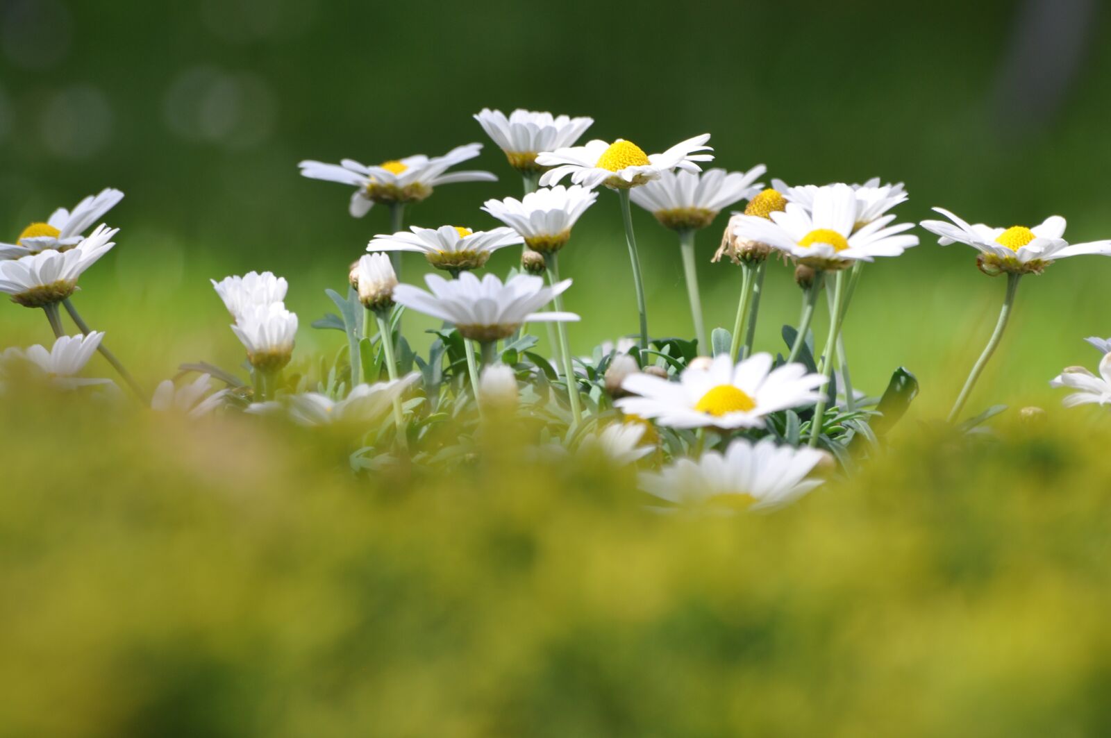 Nikon D5000 sample photo. Flowers, margueritte, marguerittes photography