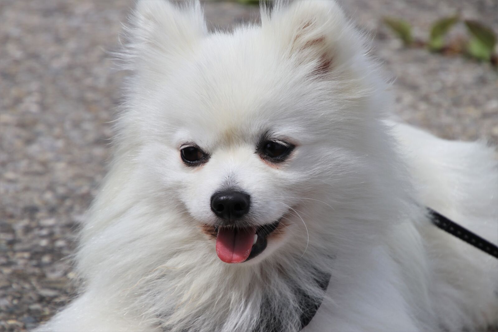 Canon EOS 80D sample photo. Long-haired, dog, fur photography
