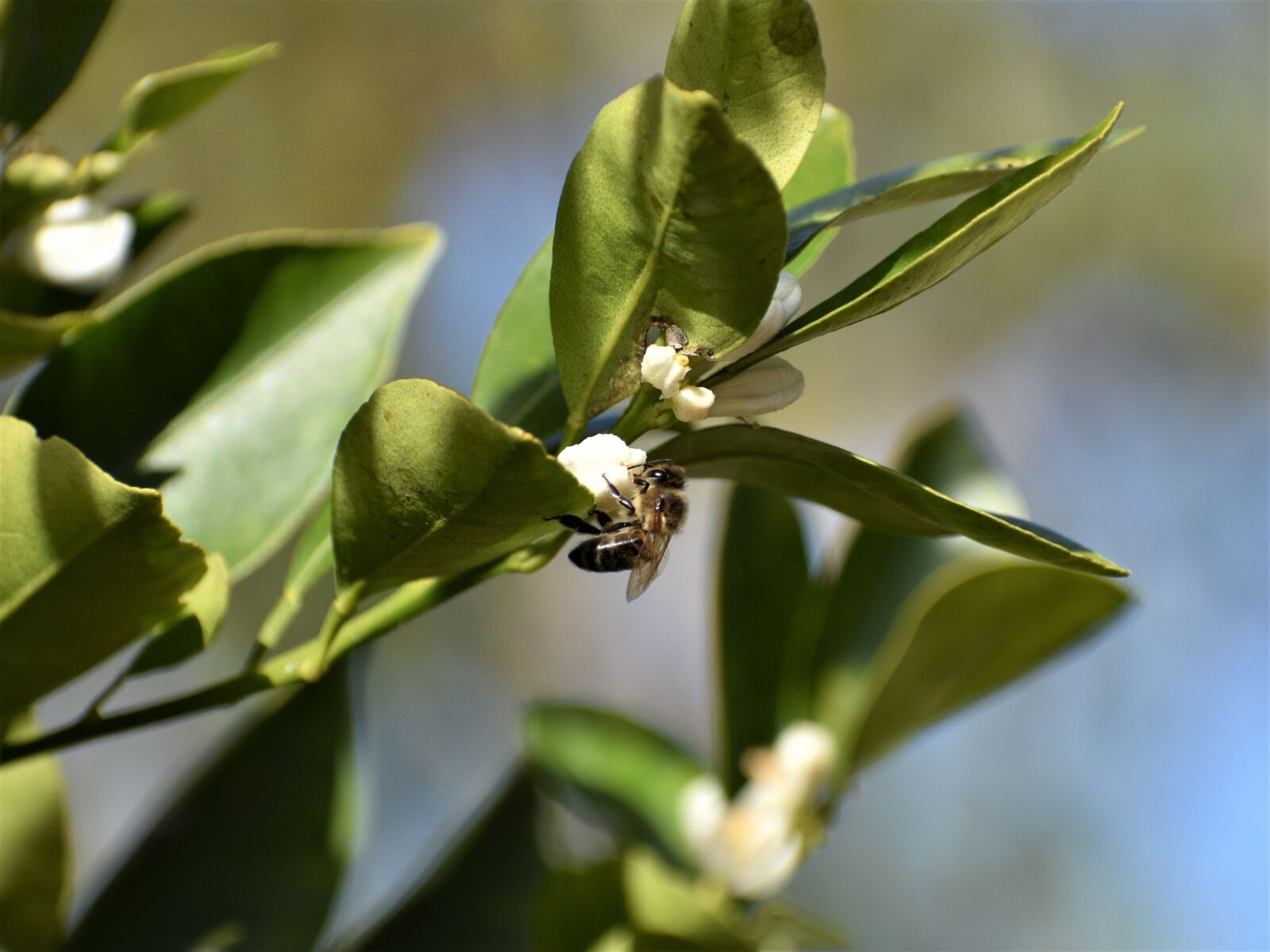 Nikon D3500 sample photo. Bee, pollination, insect photography
