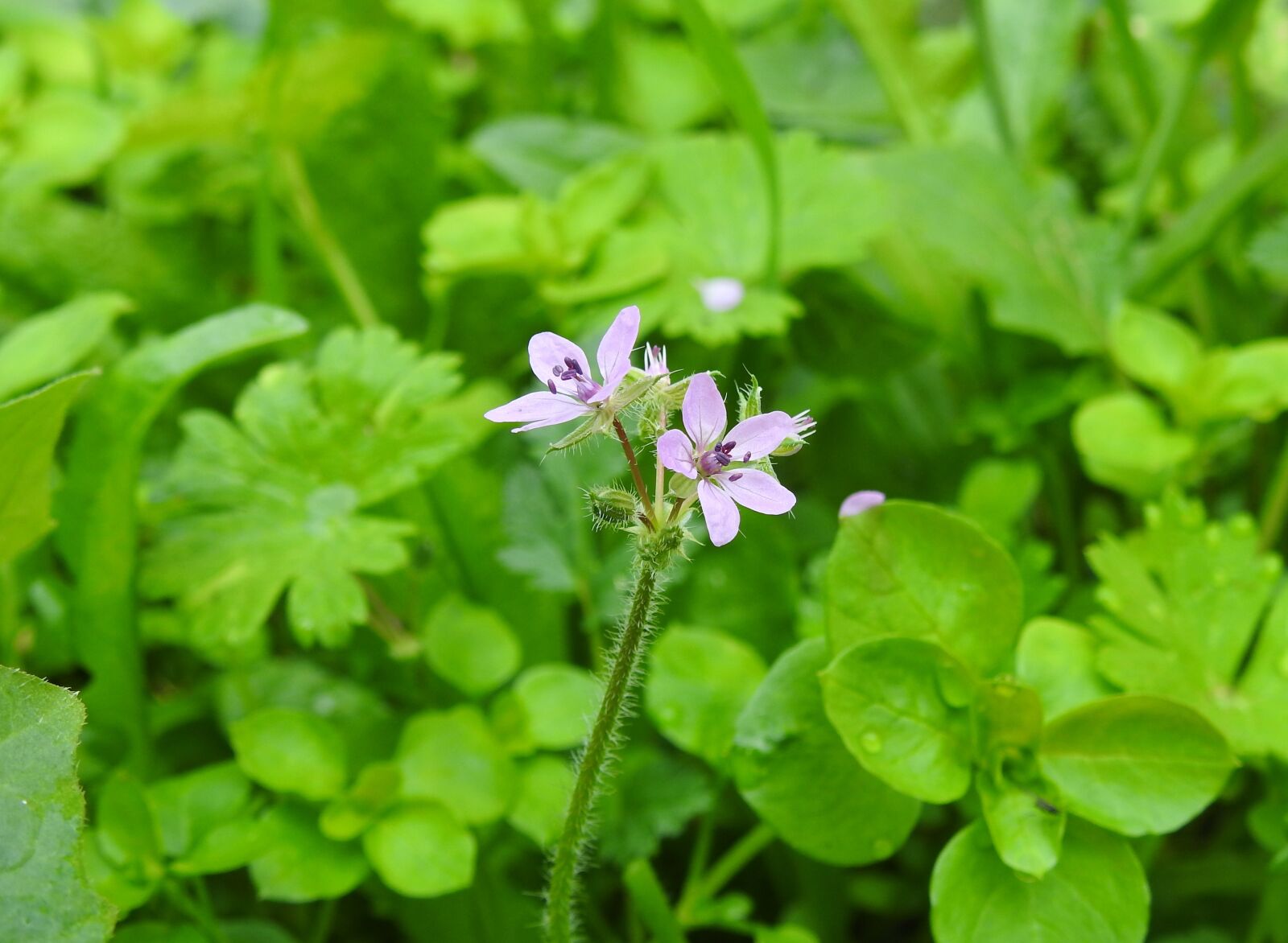 Nikon Coolpix P900 sample photo. Flowers, purple, purple flowers photography