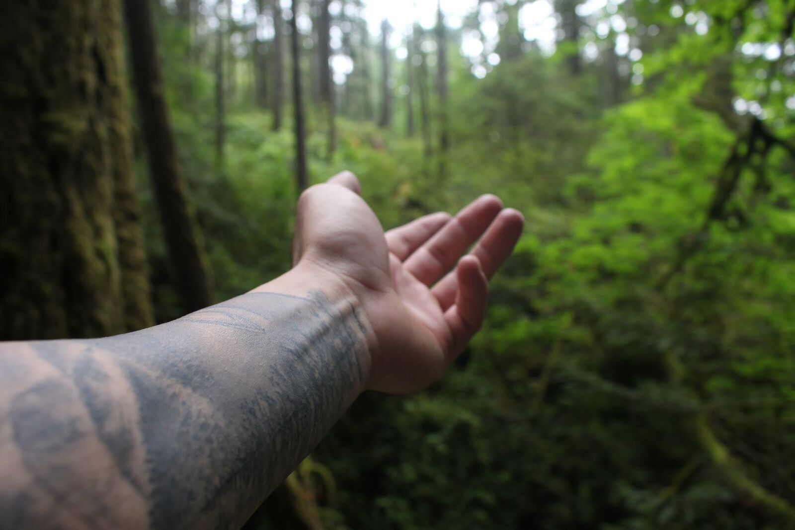 Canon EOS 700D (EOS Rebel T5i / EOS Kiss X7i) + Canon EF-S 18-55mm F3.5-5.6 IS STM sample photo. Hand, tattoo, nature photography