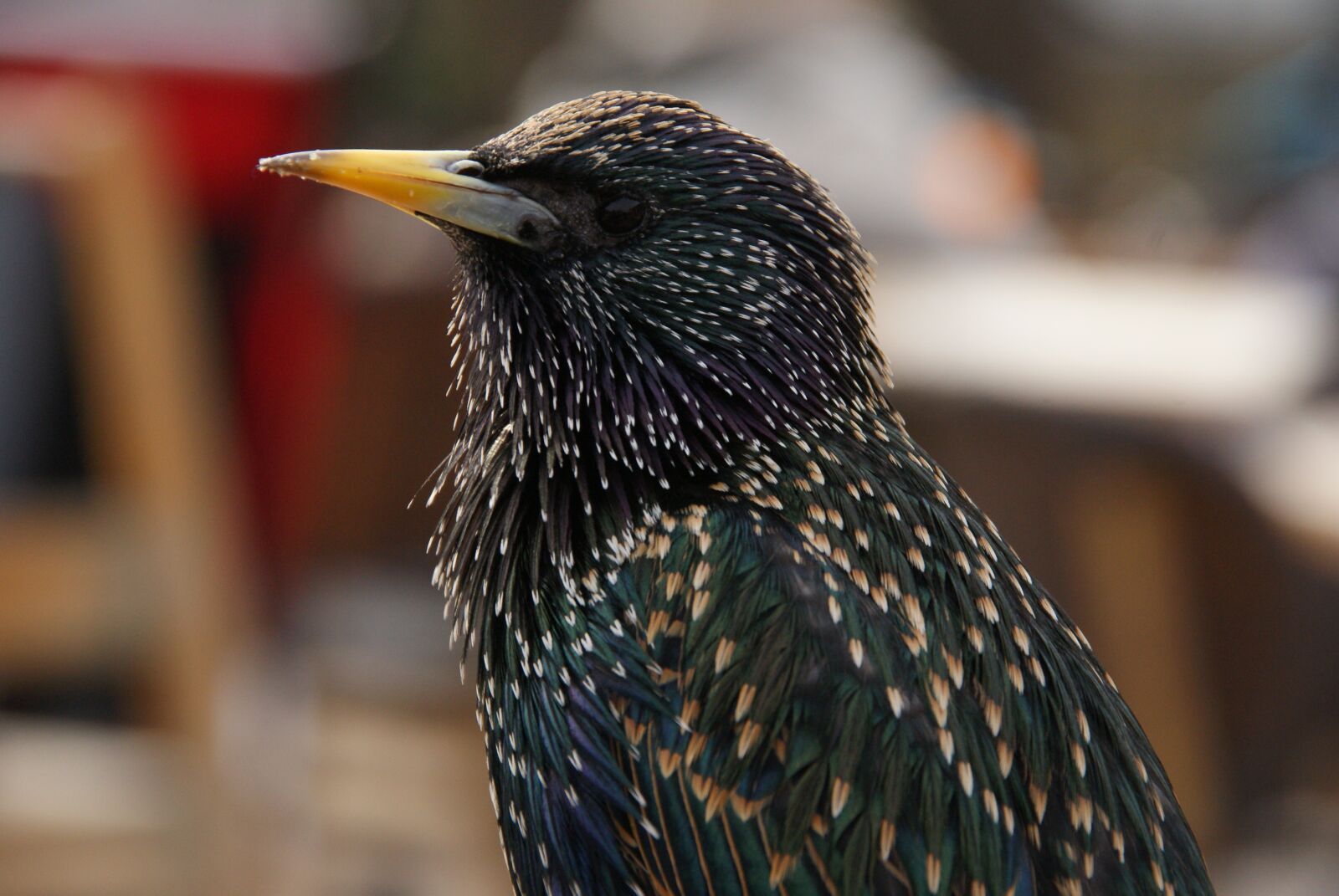 Sony Alpha DSLR-A300 sample photo. Bird, nature, animal photography