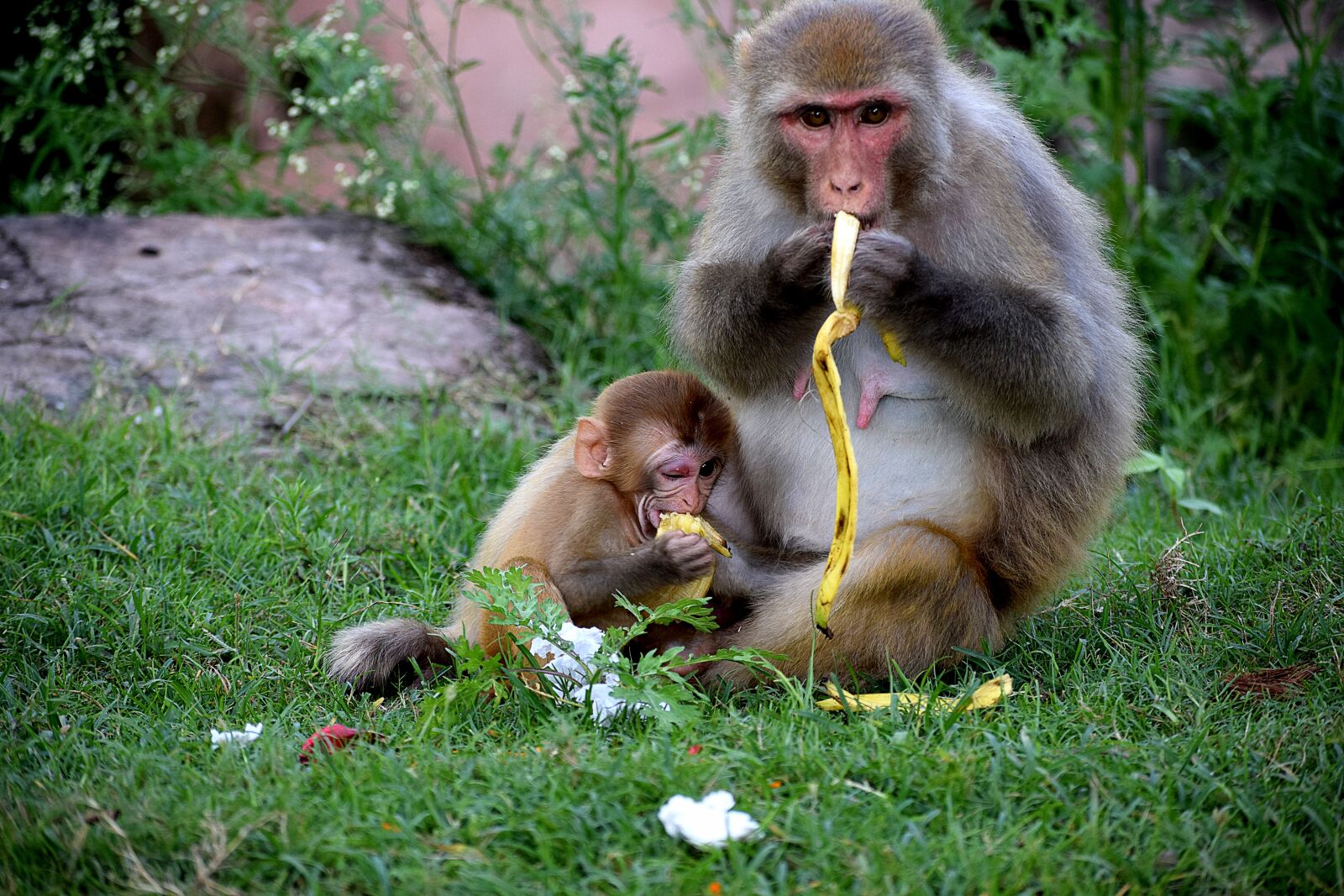 Nikon D3300 sample photo. Monkey, baby, animal photography