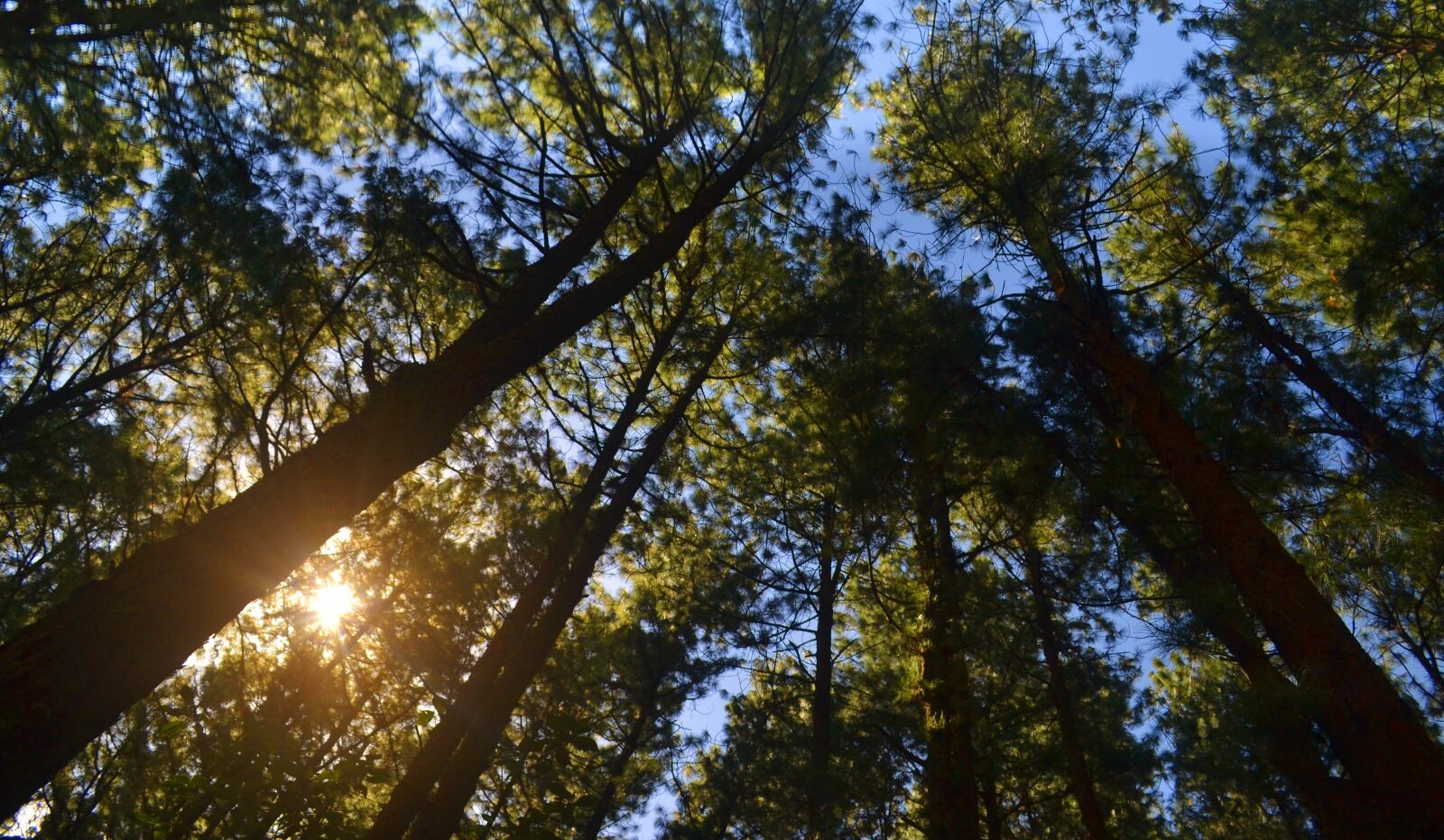 Nikon D3100 sample photo. Pine, forest, sunlight photography