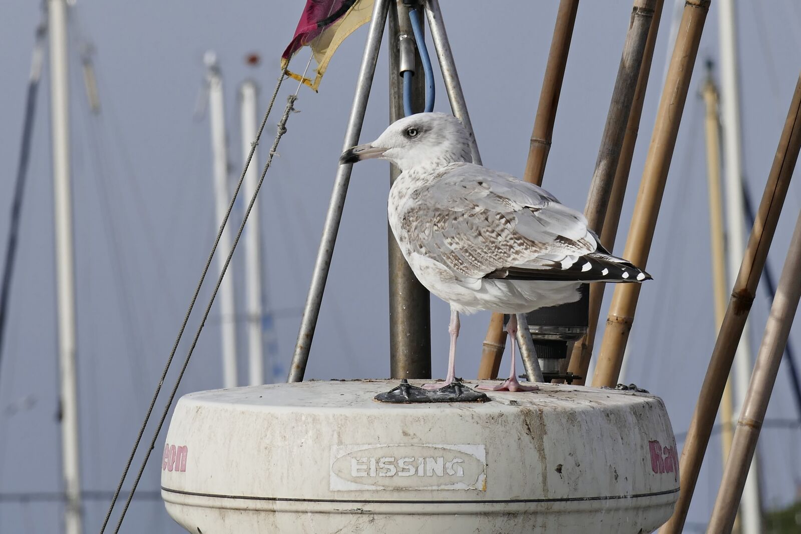 Panasonic Lumix DMC-FZ1000 sample photo. Seagull, masts, bird photography