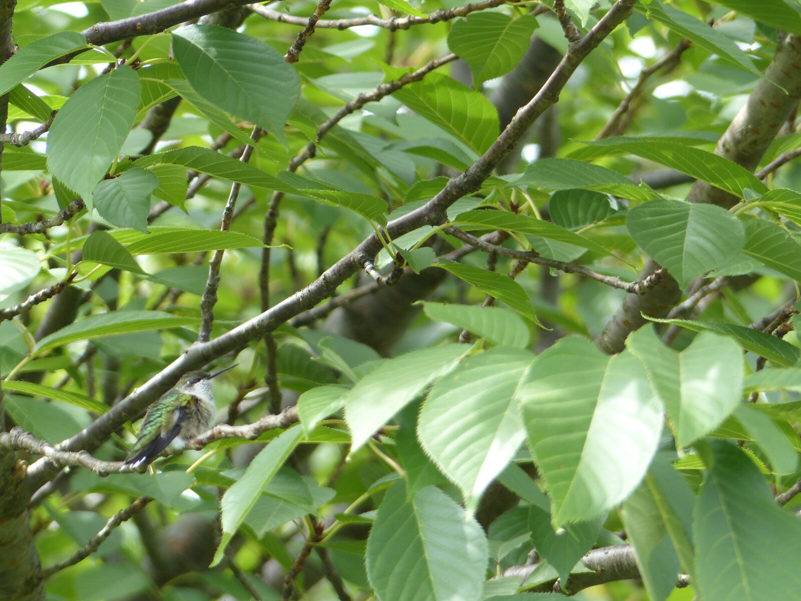 Panasonic Lumix DMC-FZ200 sample photo. Garden, hummingbird, nature, park photography