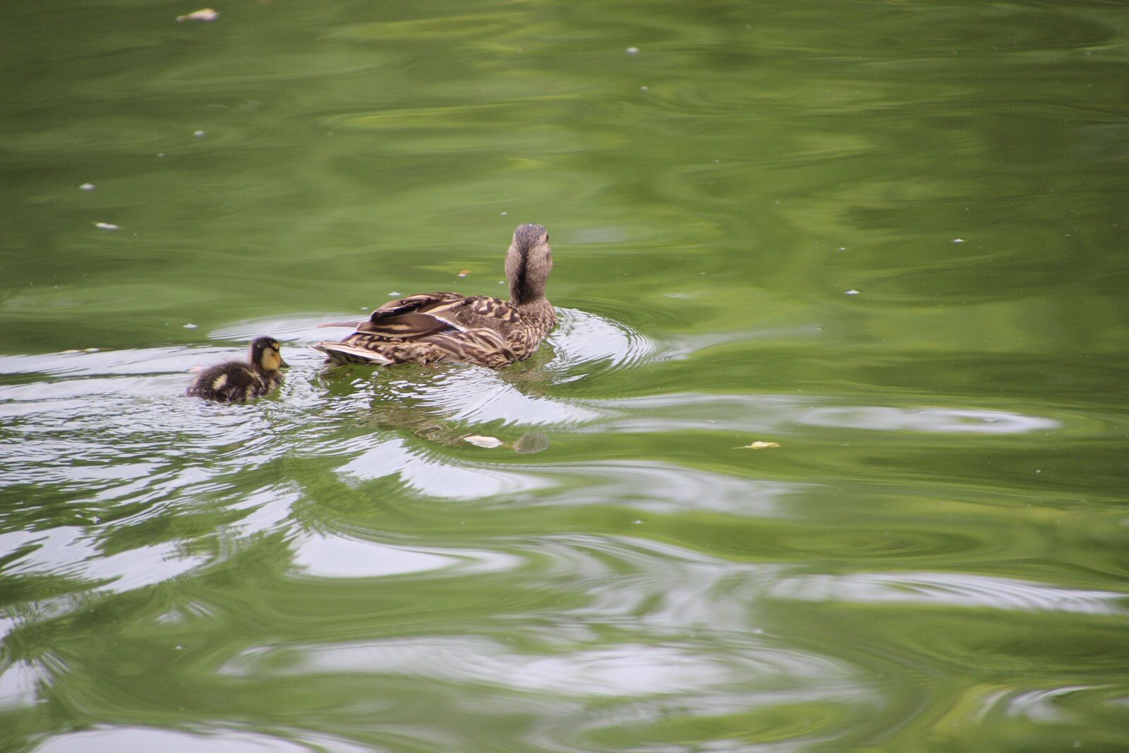Canon EOS 600D (Rebel EOS T3i / EOS Kiss X5) sample photo. Wild duck, baby duck photography