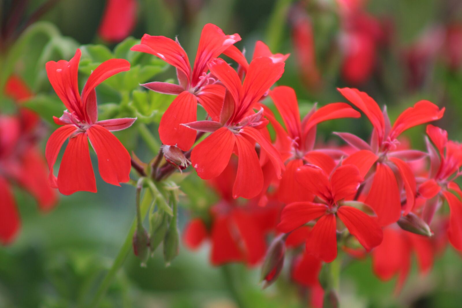 Canon EF 75-300mm f/4-5.6 sample photo. Red flower, red petals photography
