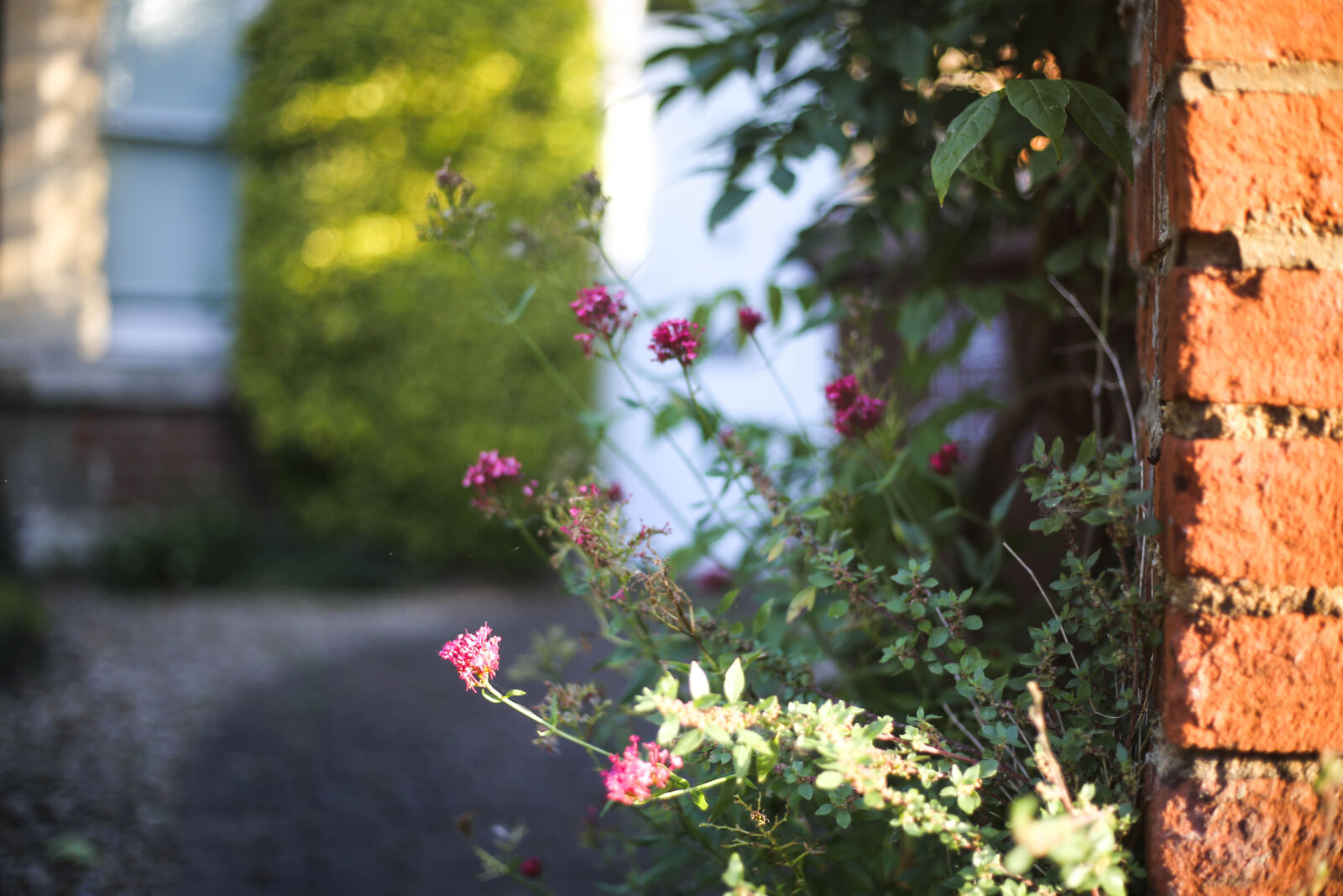 Canon EOS 6D + Canon EF 50mm F1.8 STM sample photo. Flowers, and, red, wall photography