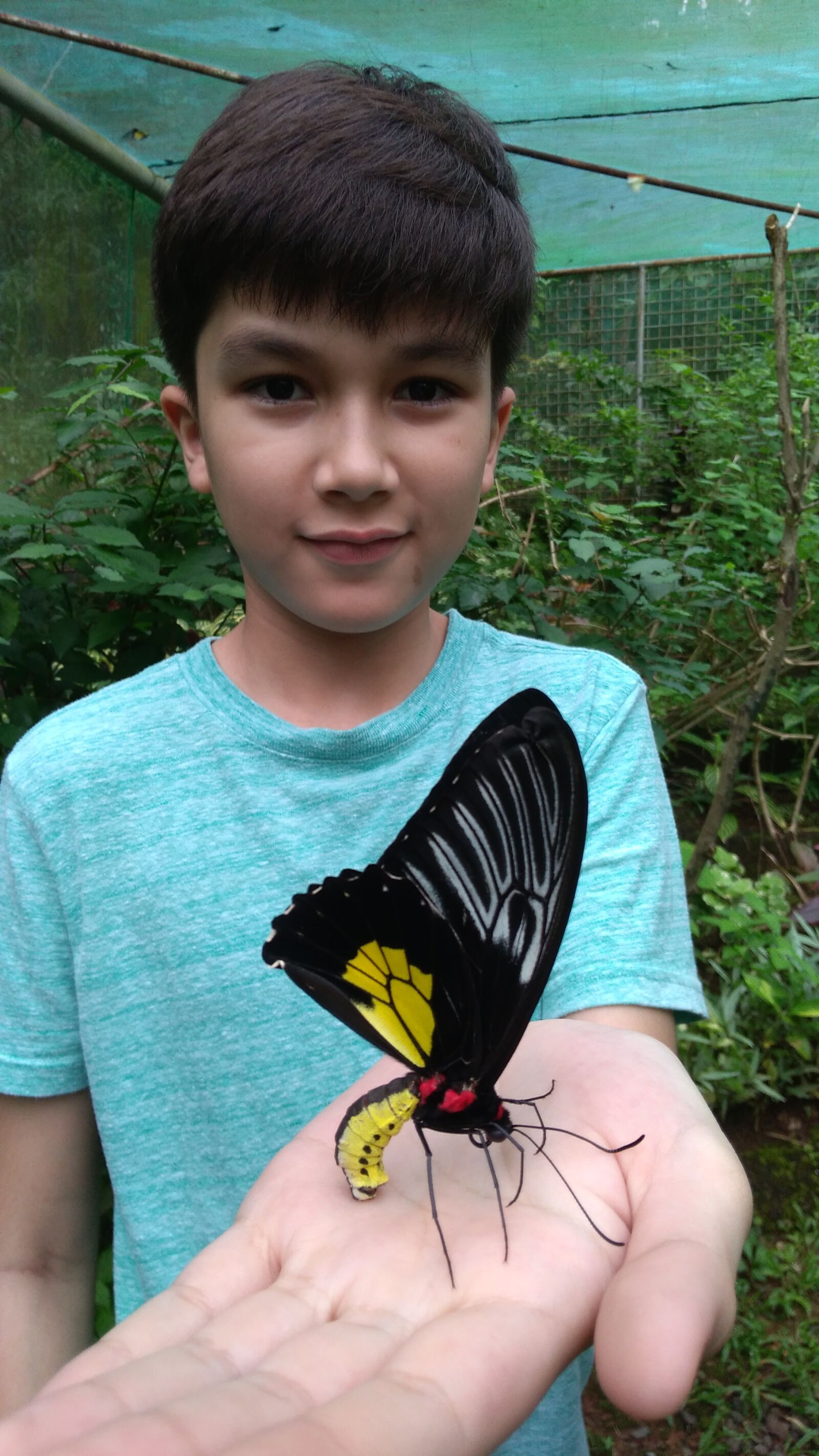 ASUS X00ID sample photo. Butterfly, boy, child photography