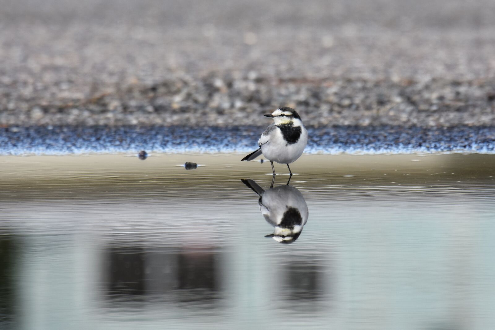 Nikon D7200 sample photo. Animal, bird, wild birds photography