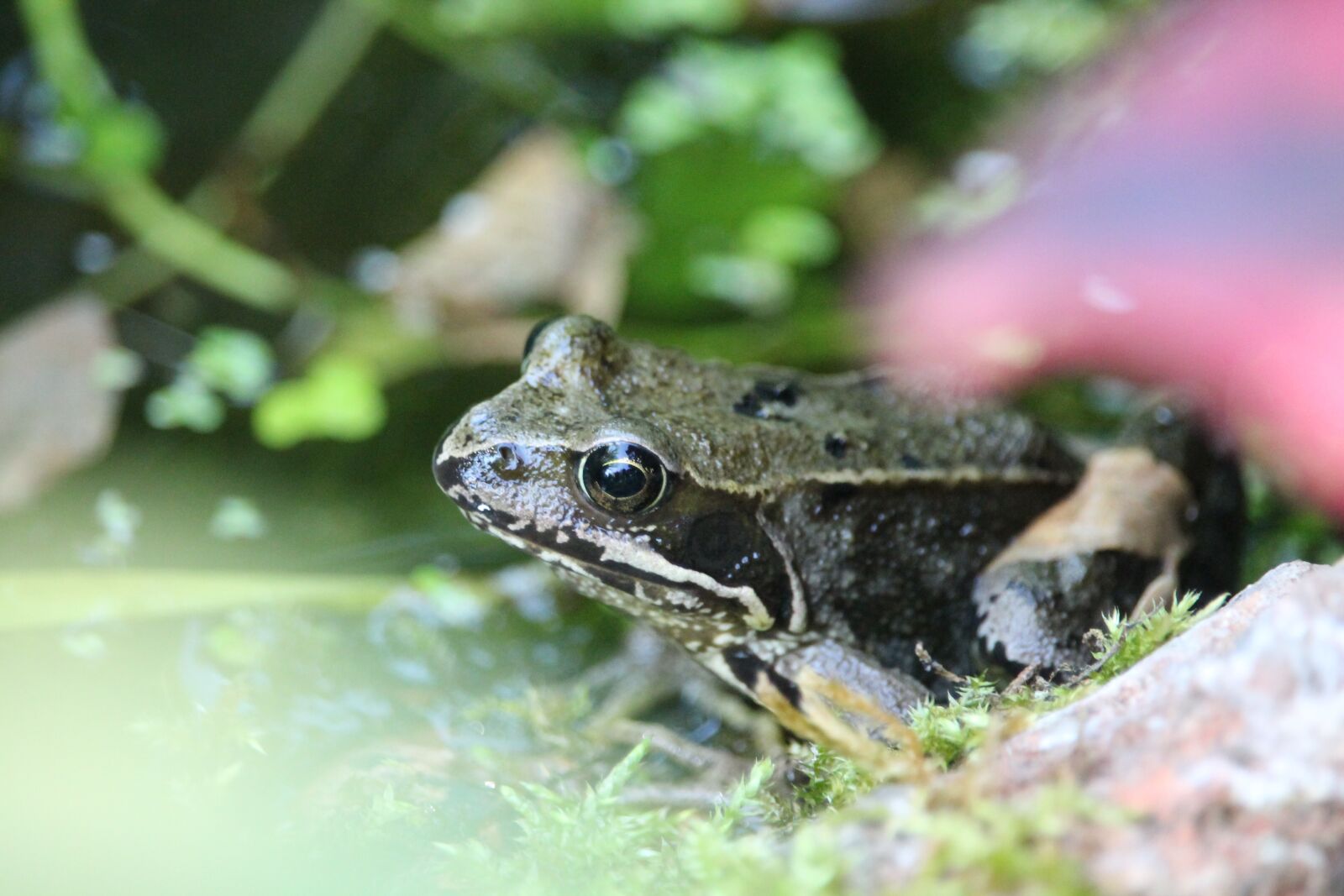 Canon EOS 1100D (EOS Rebel T3 / EOS Kiss X50) + Canon EF-S 55-250mm F4-5.6 IS STM sample photo. Frog, nature, blur photography