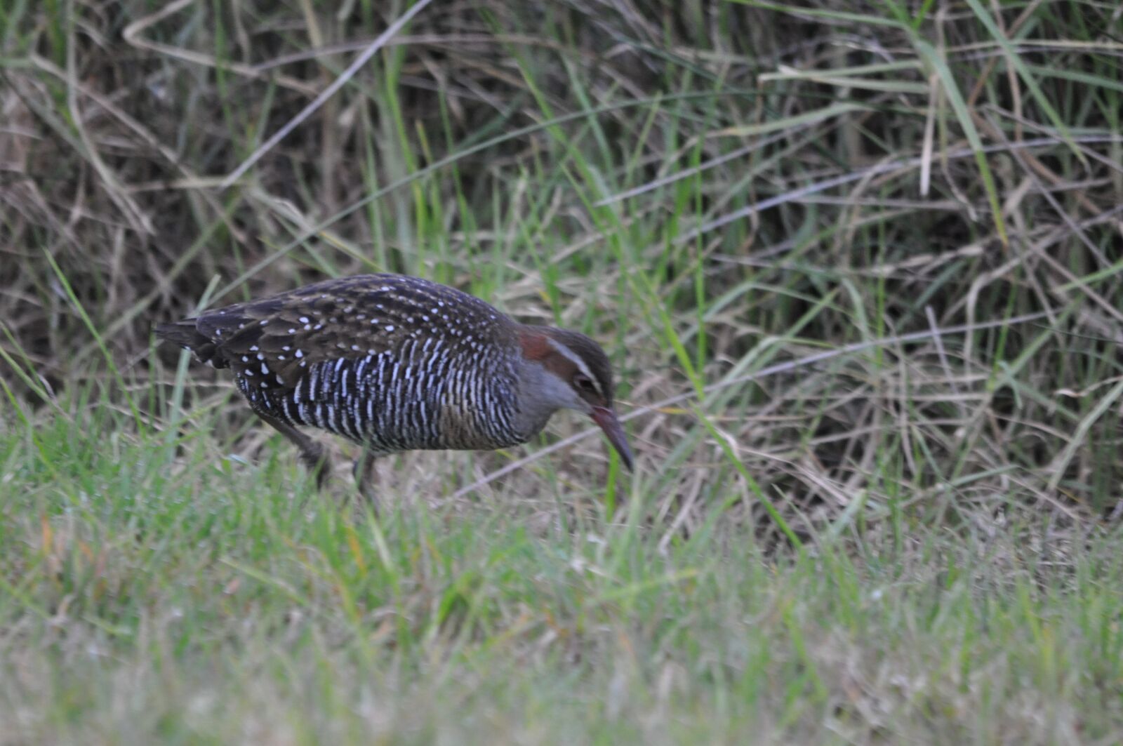 Nikon D90 sample photo. Banded, rail, okoromai photography