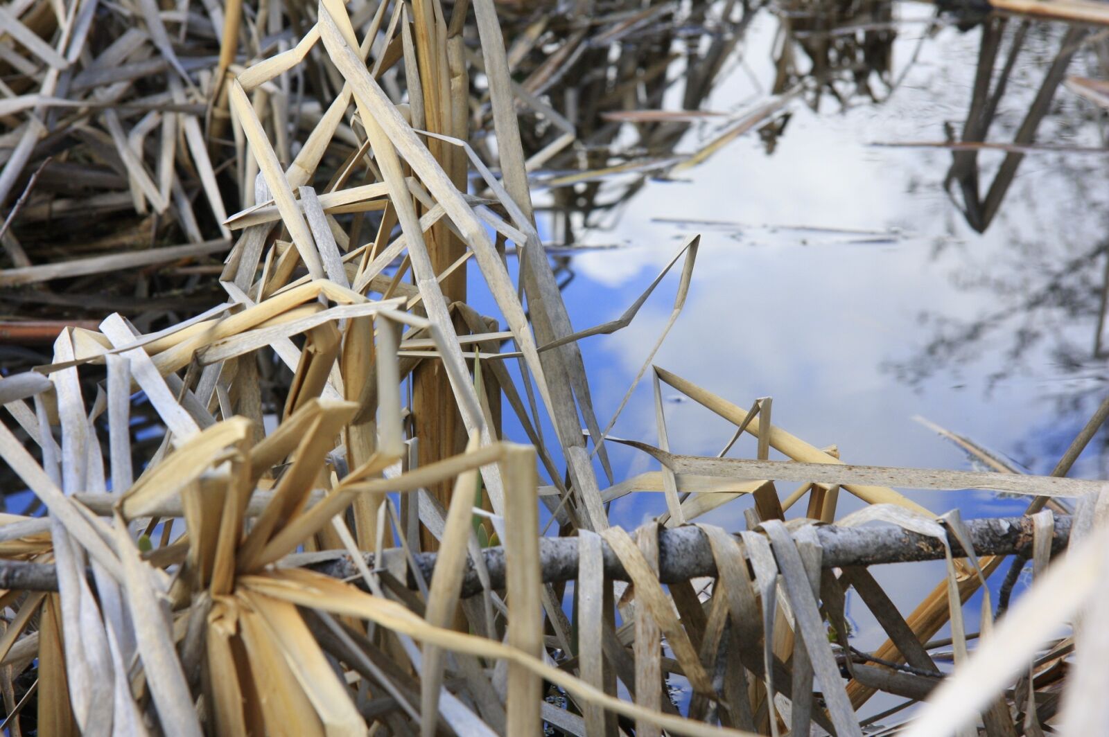 Canon EOS 40D sample photo. Water, grass, fall photography