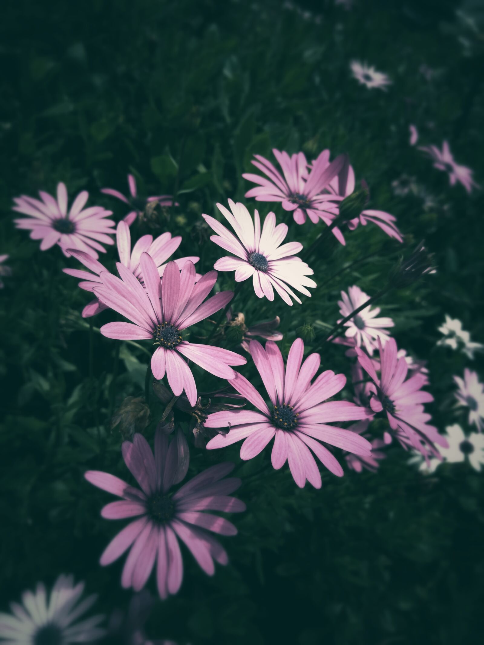 Motorola Moto G (4) sample photo. Bloom, blooming, blossom, blur photography