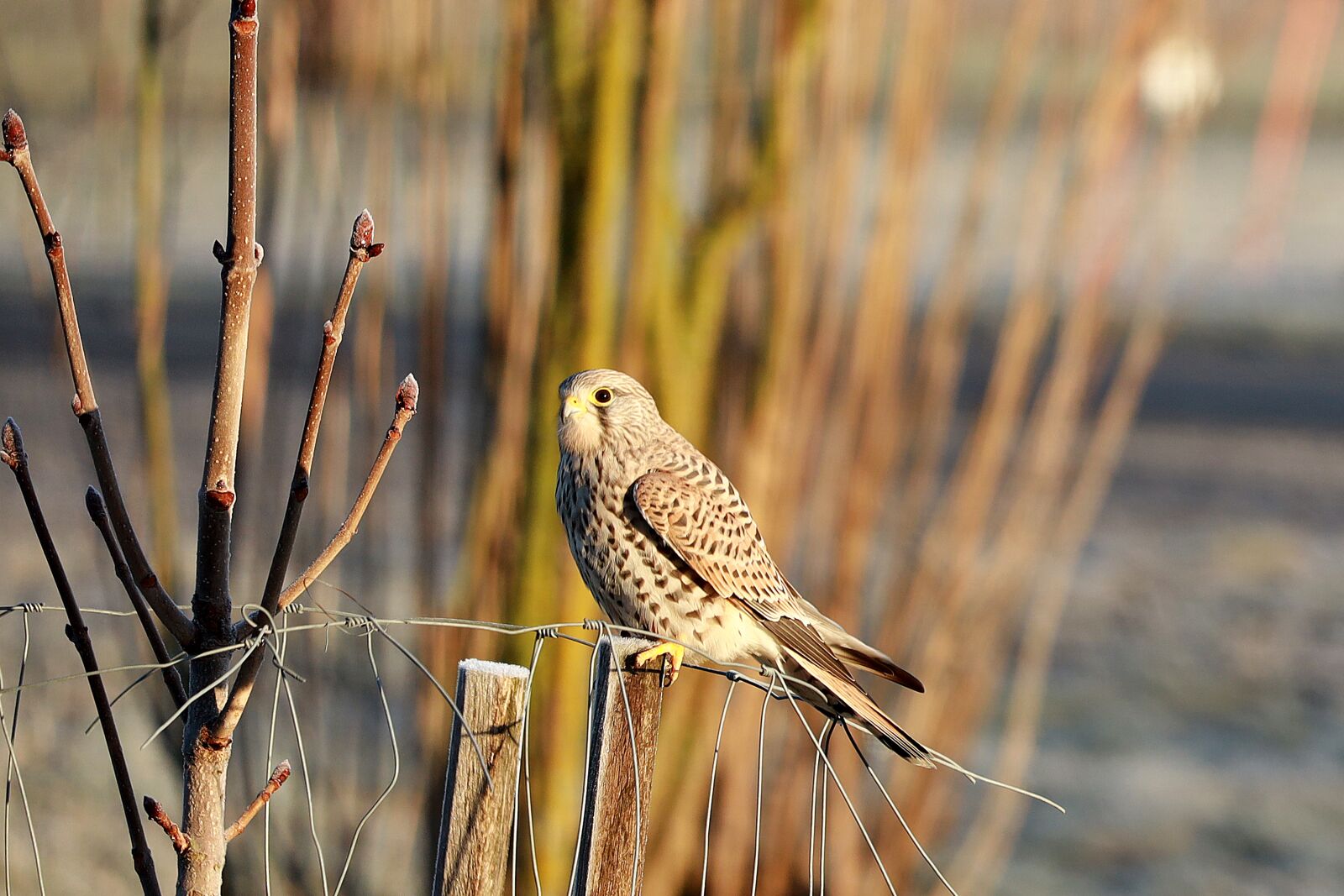 Canon EOS R sample photo. Falcon, bird of prey photography
