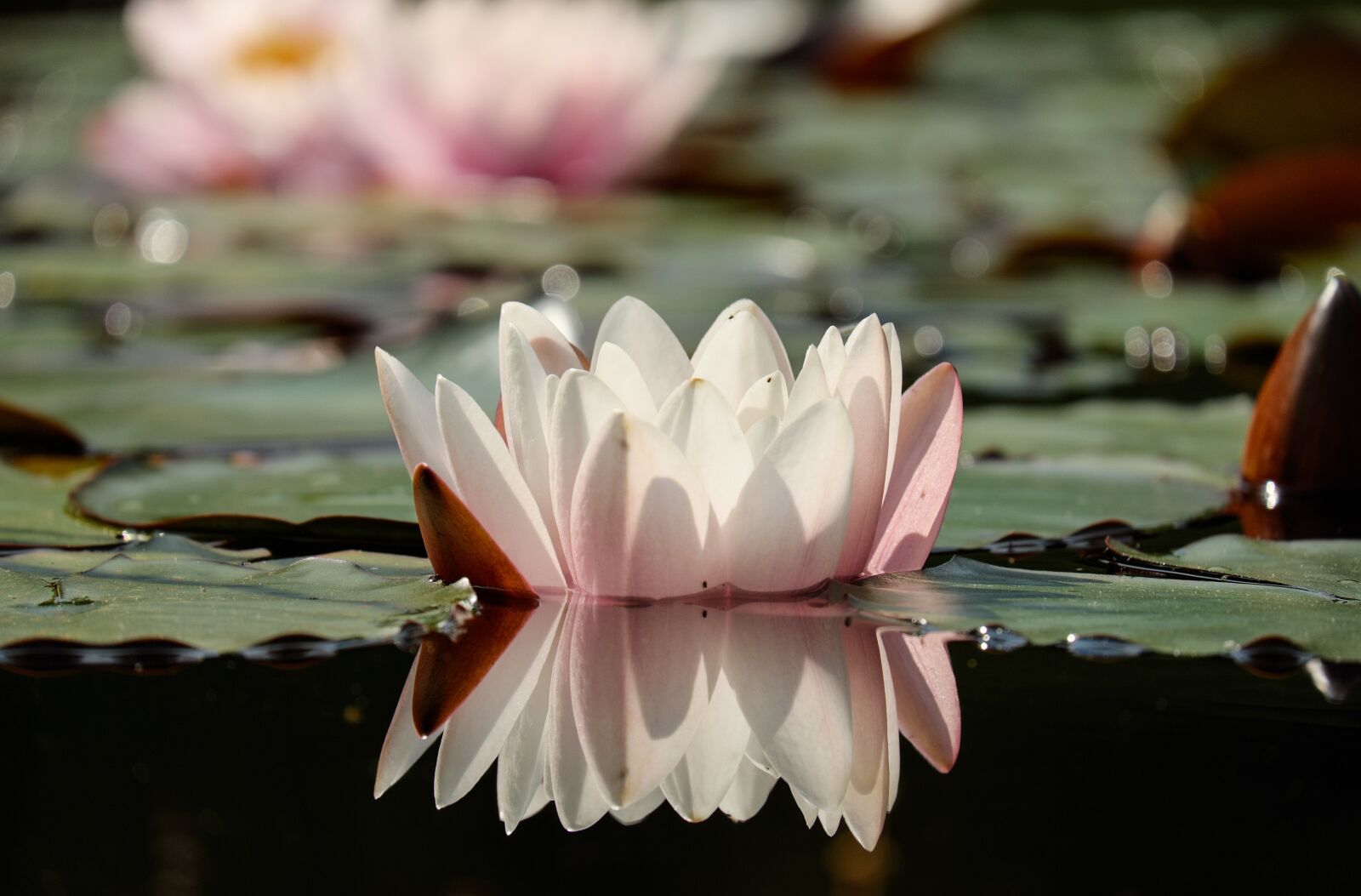 Fujifilm X-T10 + Fujifilm XC 50-230mm F4.5-6.7 OIS sample photo. Water lily, flower, blossom photography