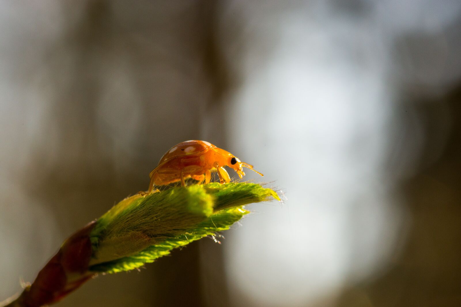 Pentax K-70 sample photo. Insect, nature, animal world photography