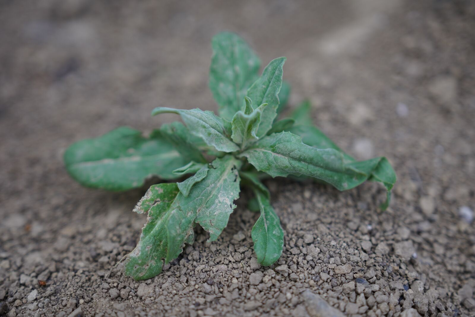 Canon 18-35mm F1.8 DC HSM | Art 013 sample photo. Plant, drought, climate photography