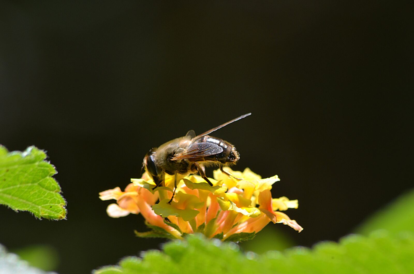 Nikon D5100 sample photo. Bee, insect, pollen photography