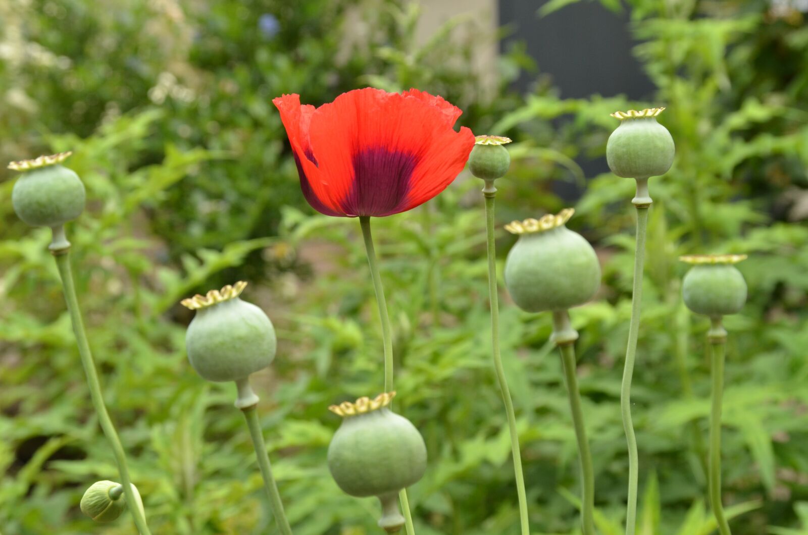 Nikon D7000 sample photo. Garden, green, poppy photography