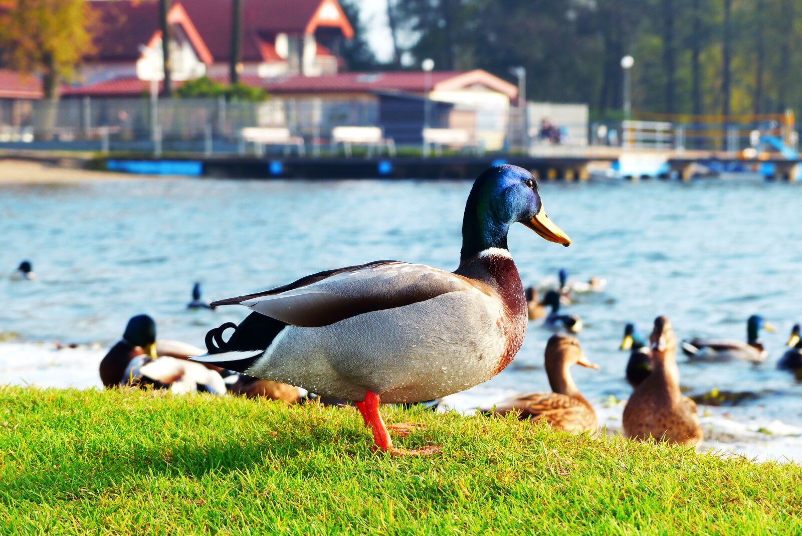 Panasonic Lumix DMC-FZ200 sample photo. Mallard duck, tom, beach photography