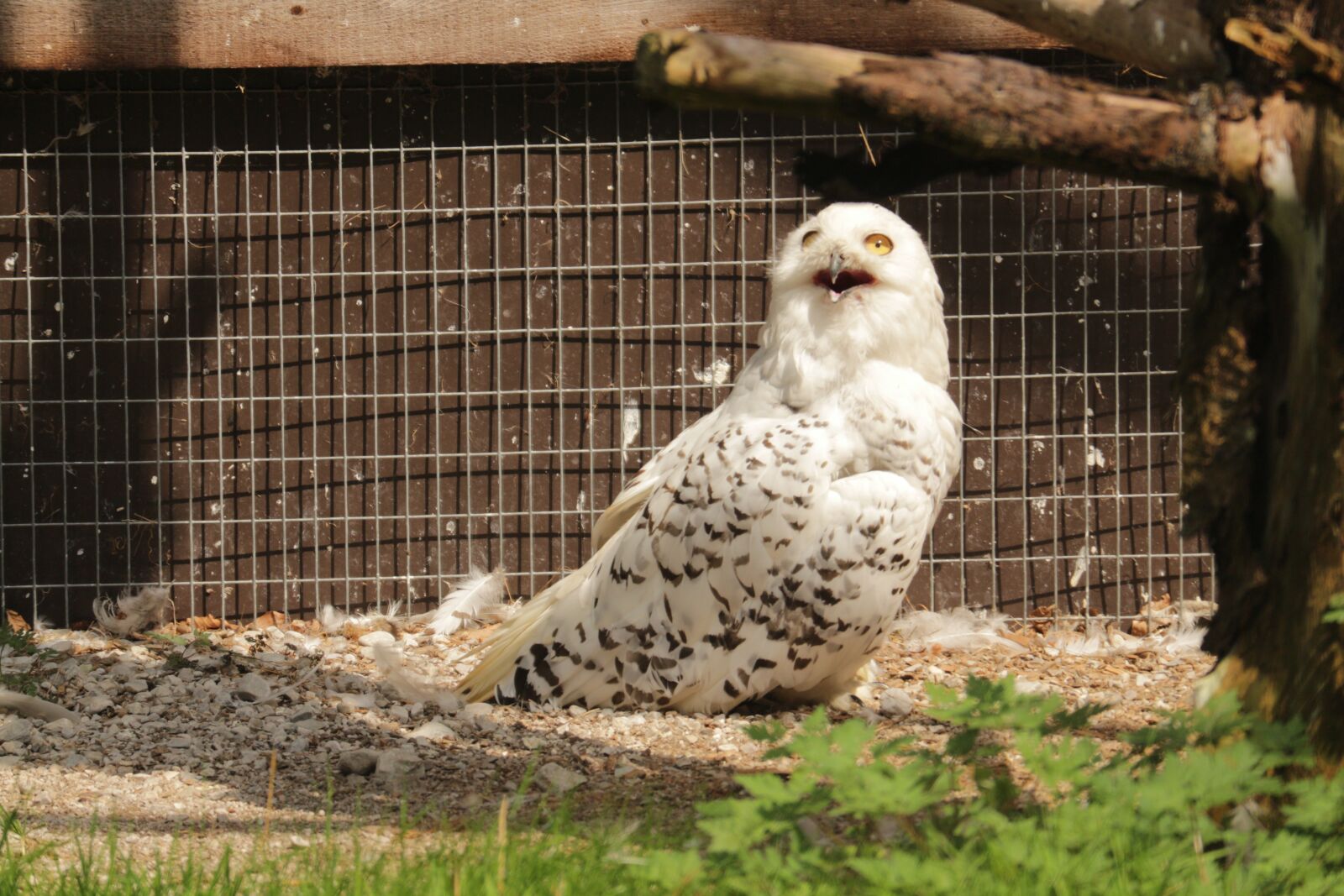 Canon EOS M10 + Canon EF-M 55-200mm F4.5-6.3 IS STM sample photo. Snowy owl, tierpark berlin-gr photography