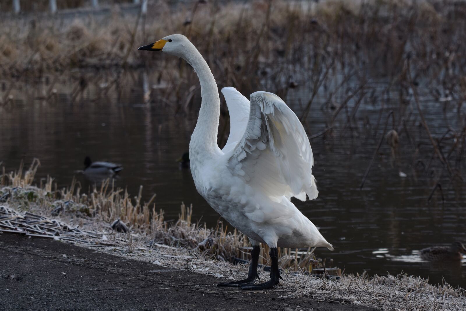 Nikon D7200 sample photo. Animal, road, pond photography