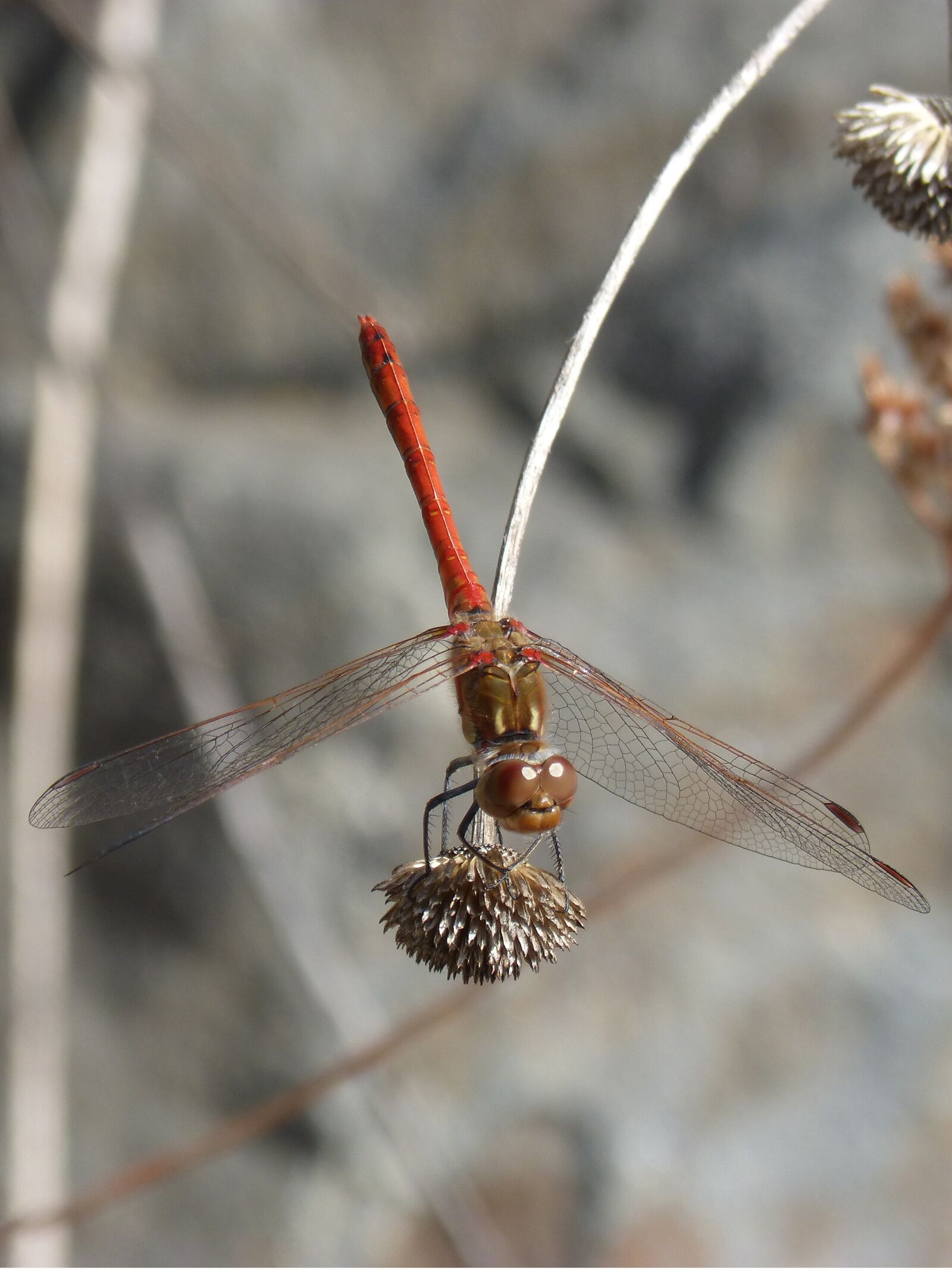 Panasonic DMC-FZ62 sample photo. Dragonfly, sympetrum striolatum, red photography
