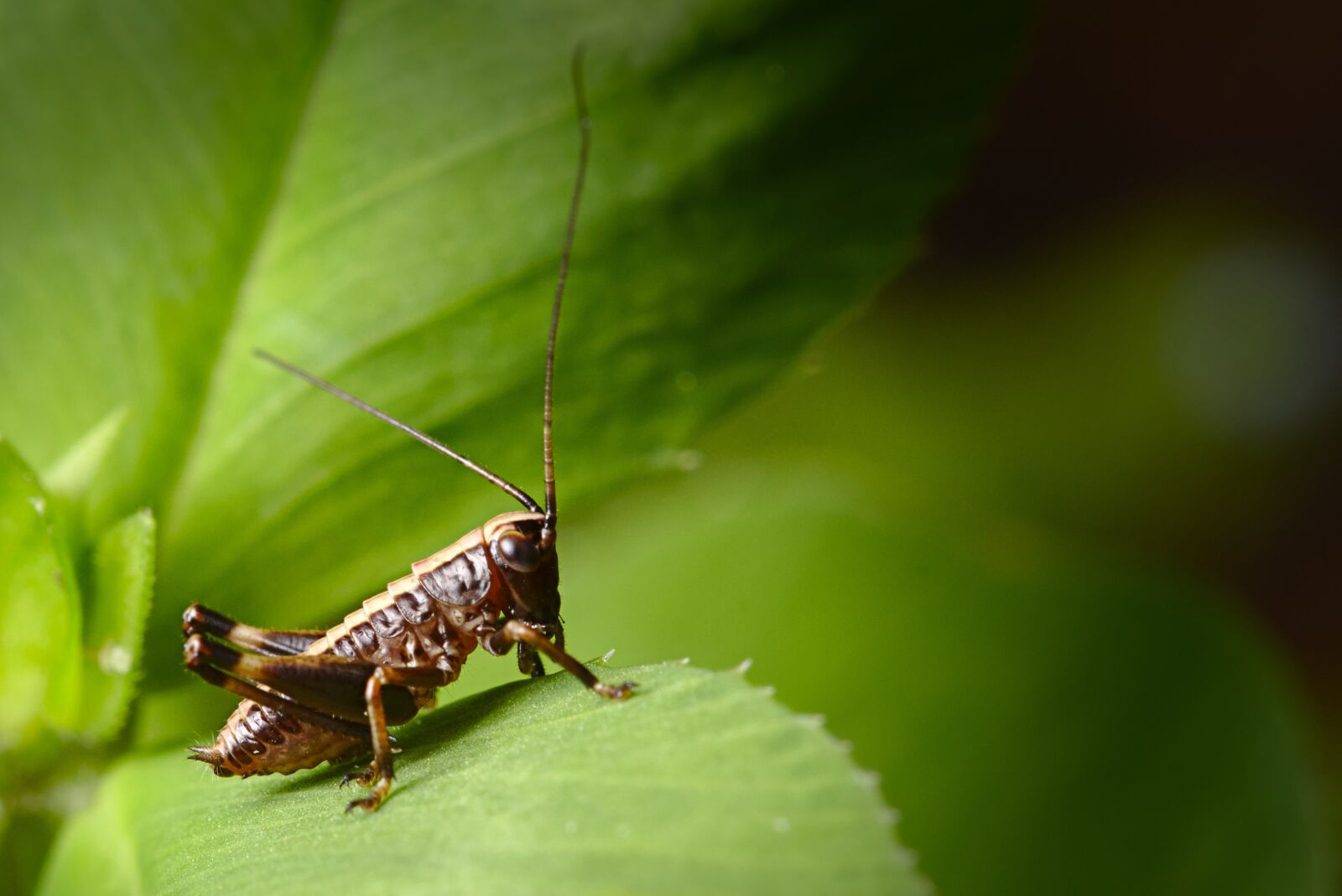 Canon EOS M5 sample photo. Green, grasshopper, insect photography
