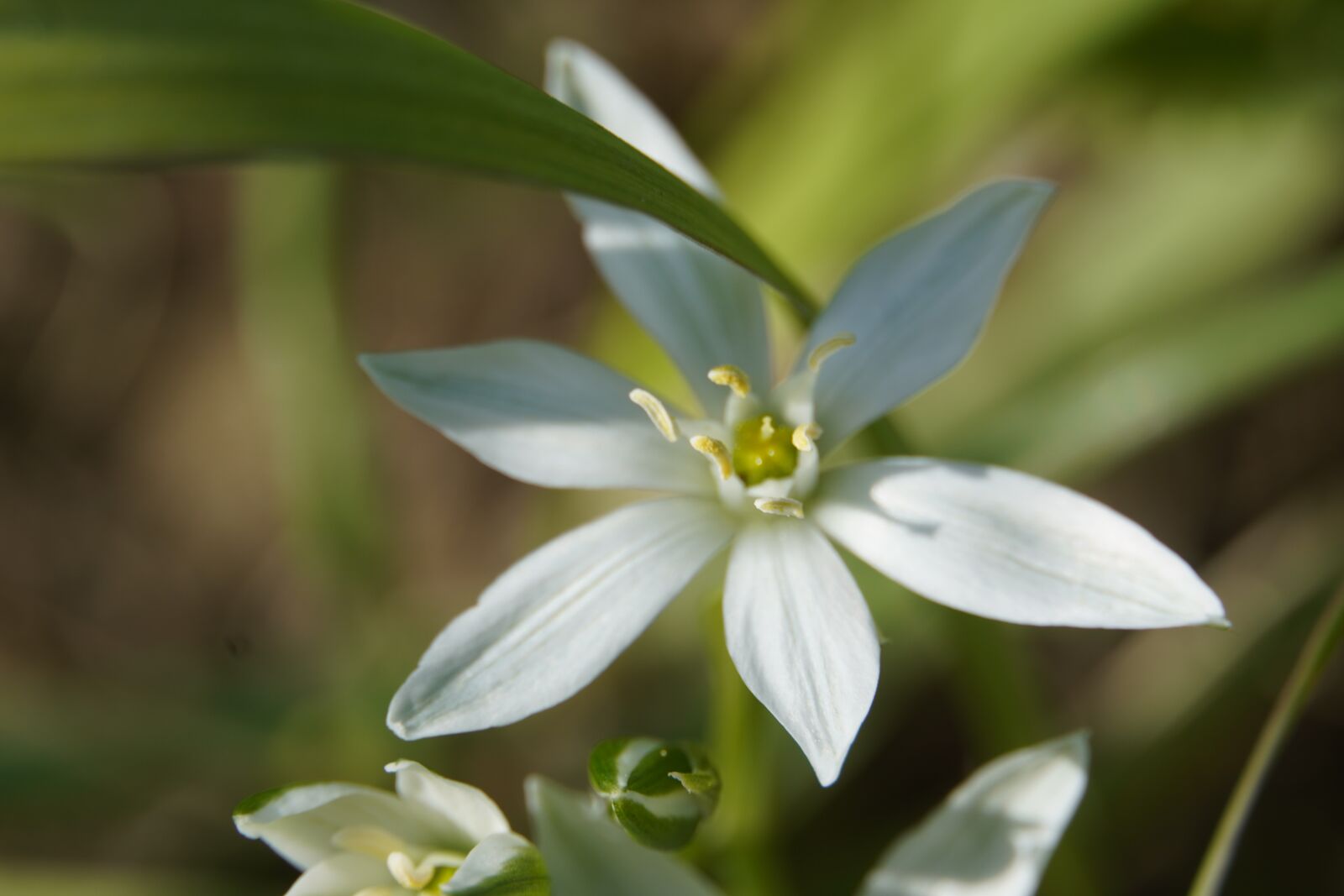 Sony a6400 sample photo. Flower, spring, white photography
