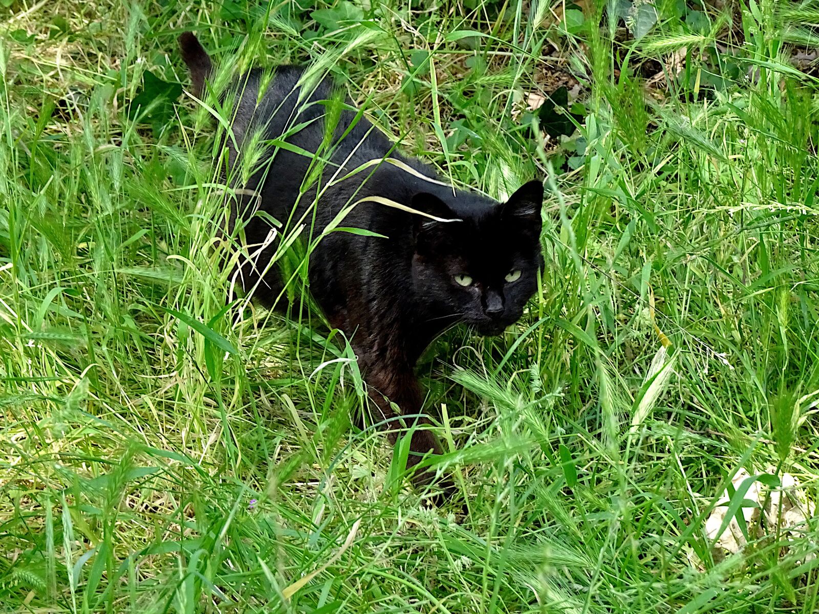 Sony Cyber-shot DSC-HX90V sample photo. Cat, black cat, felines photography