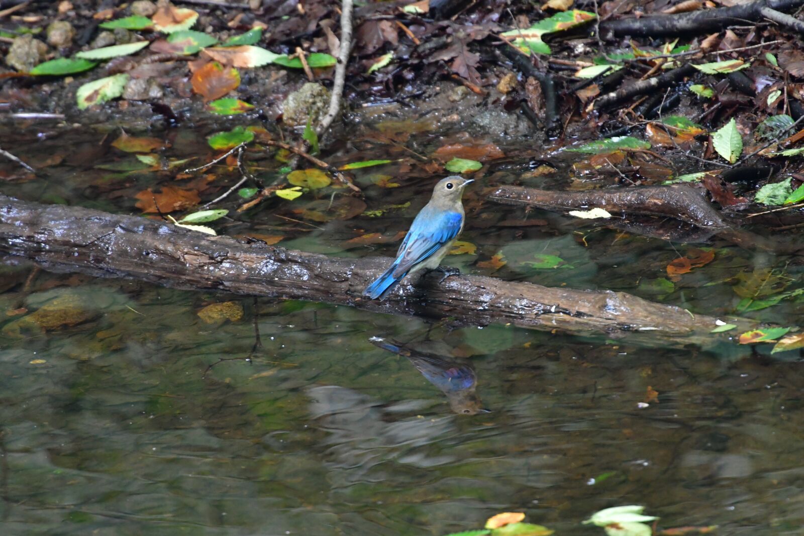 Nikon D500 sample photo. Natural, bird, waters photography