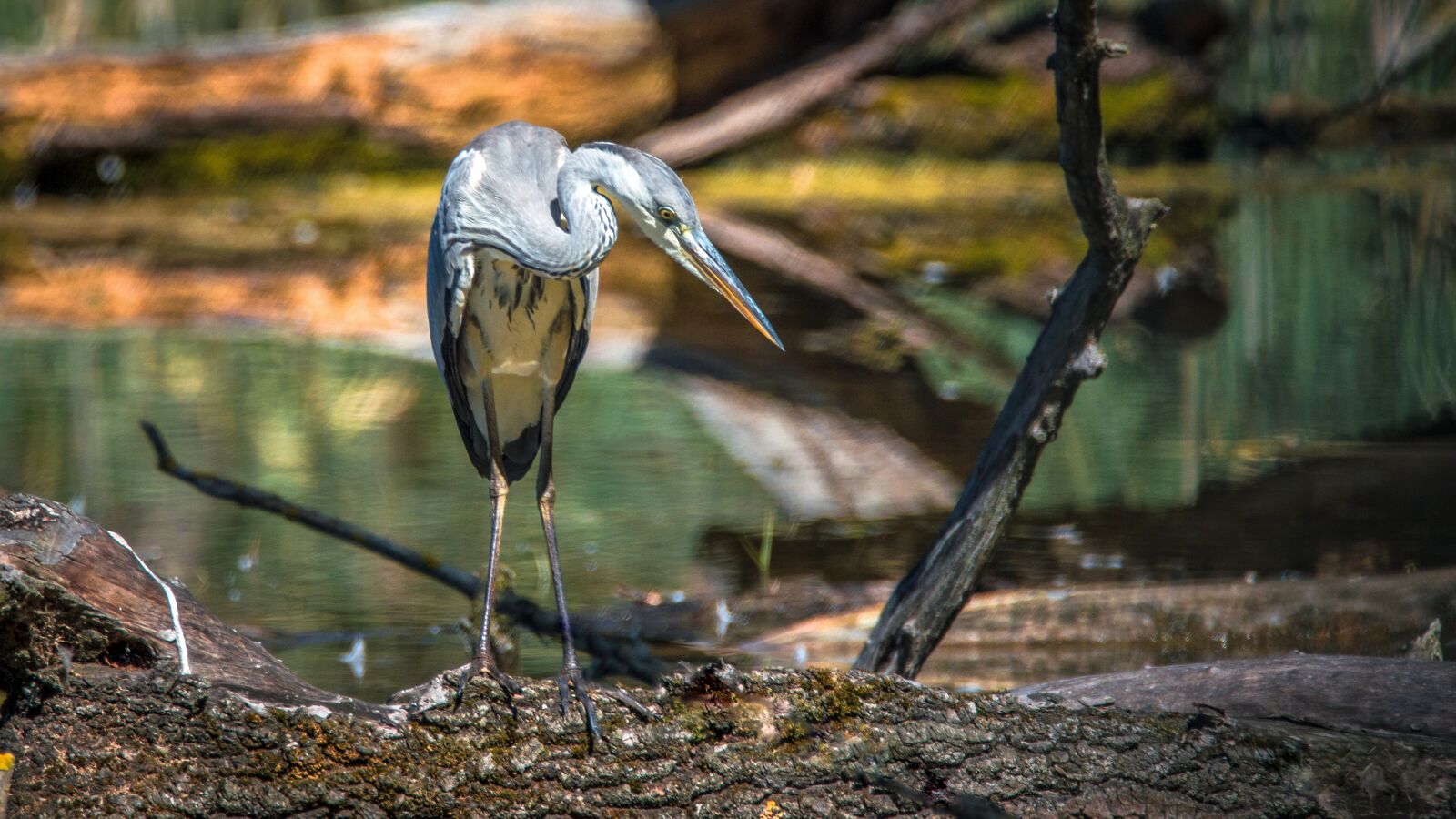 Nikon D3200 sample photo. Heron, bird, beak photography