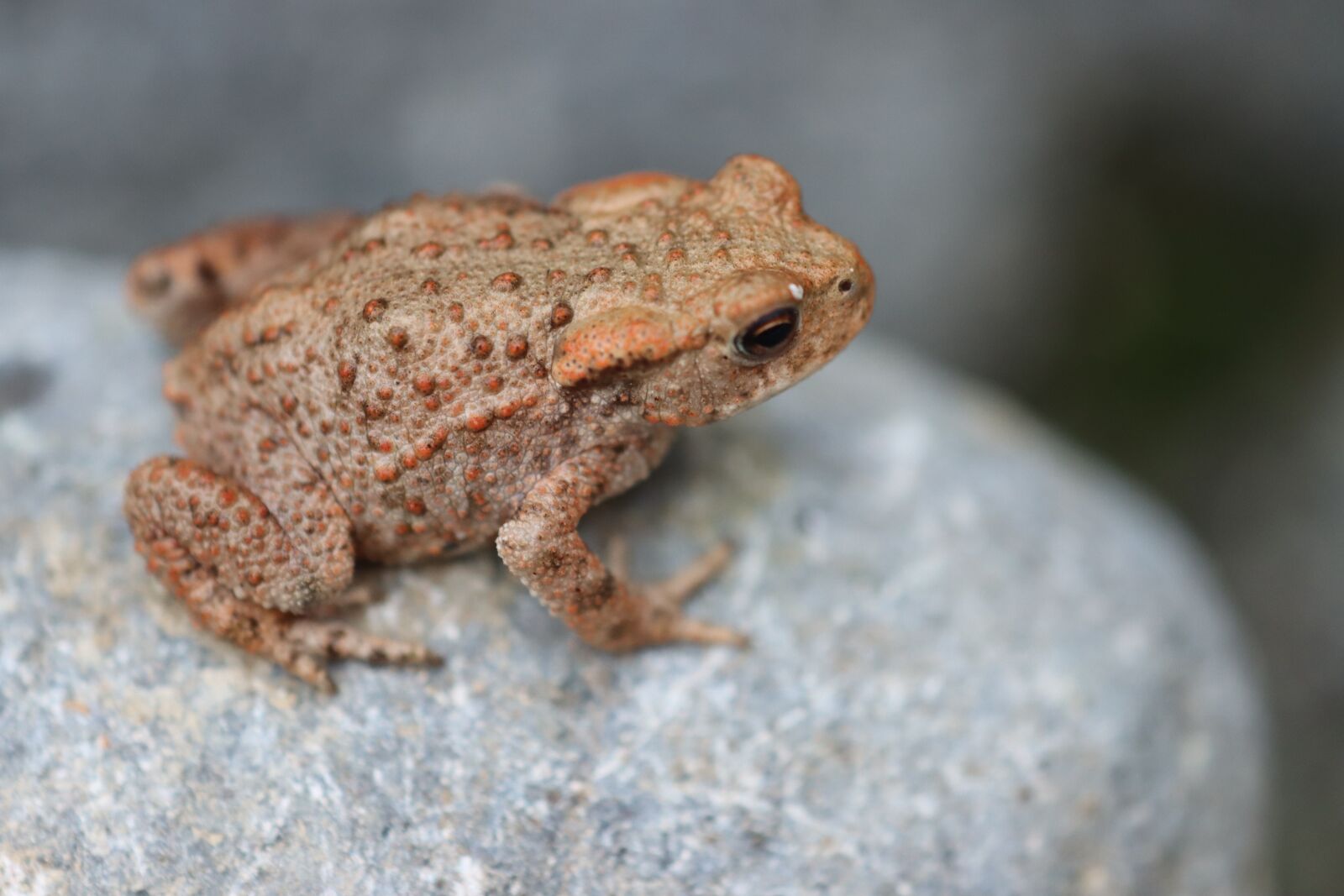 Canon EOS 90D sample photo. Toad, stone, reptile photography