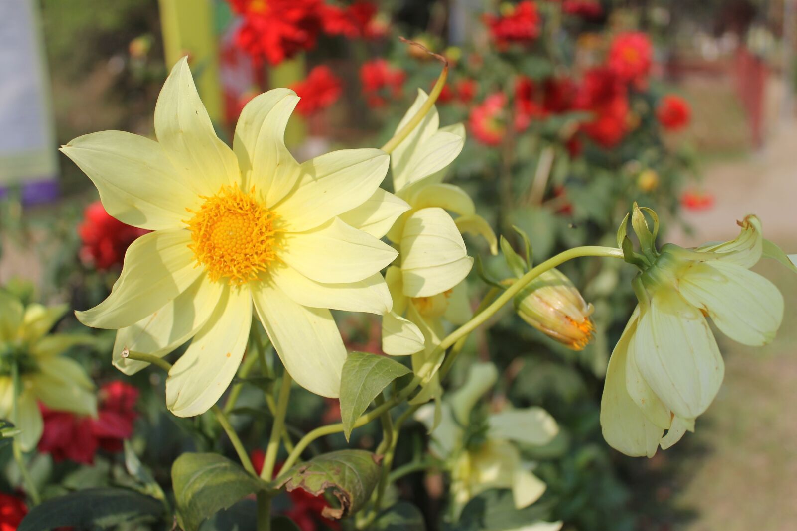 Canon EOS 1100D (EOS Rebel T3 / EOS Kiss X50) sample photo. Flower, garden, bloom photography