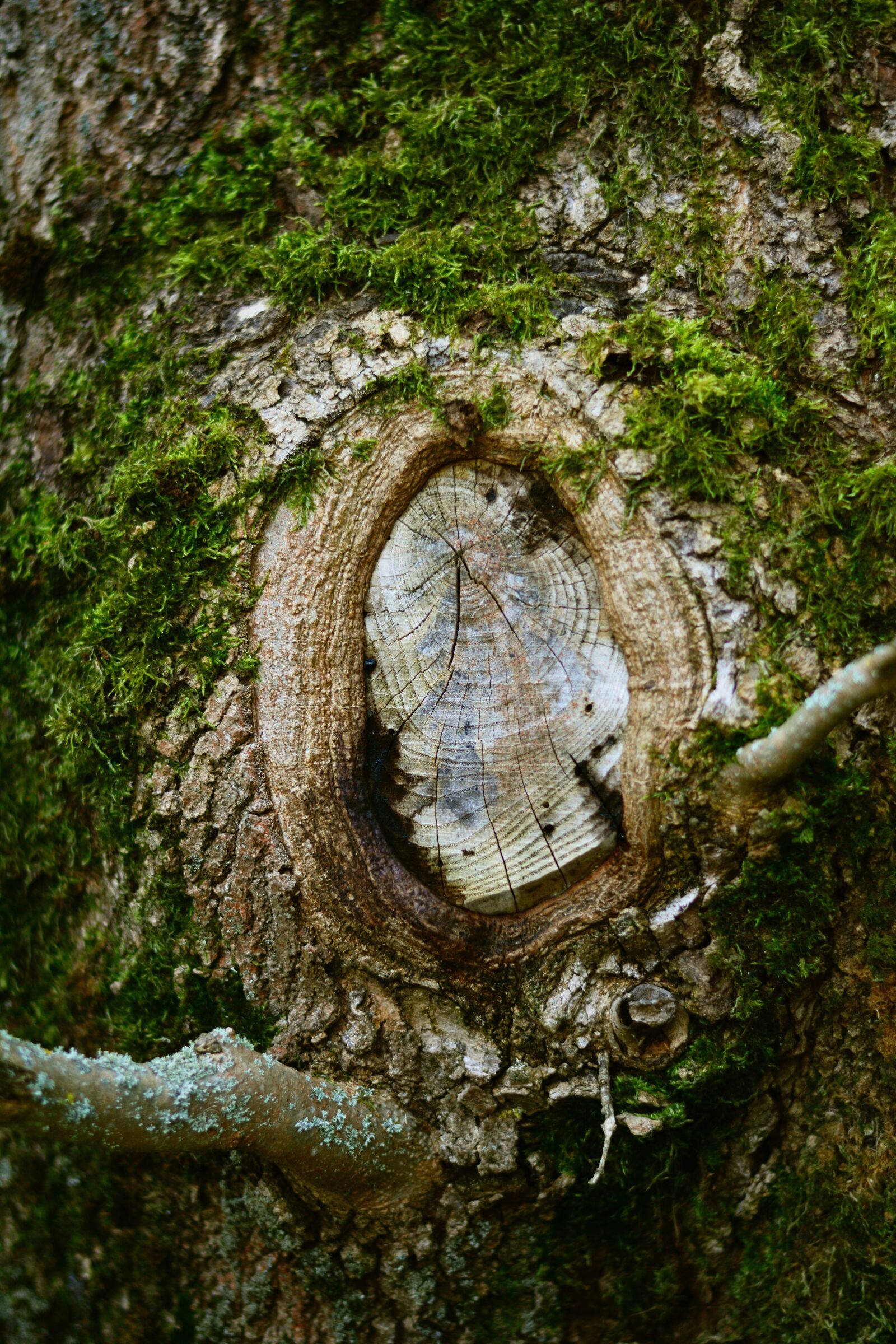 Nikon D5200 sample photo. Tree, old tree, knothole photography