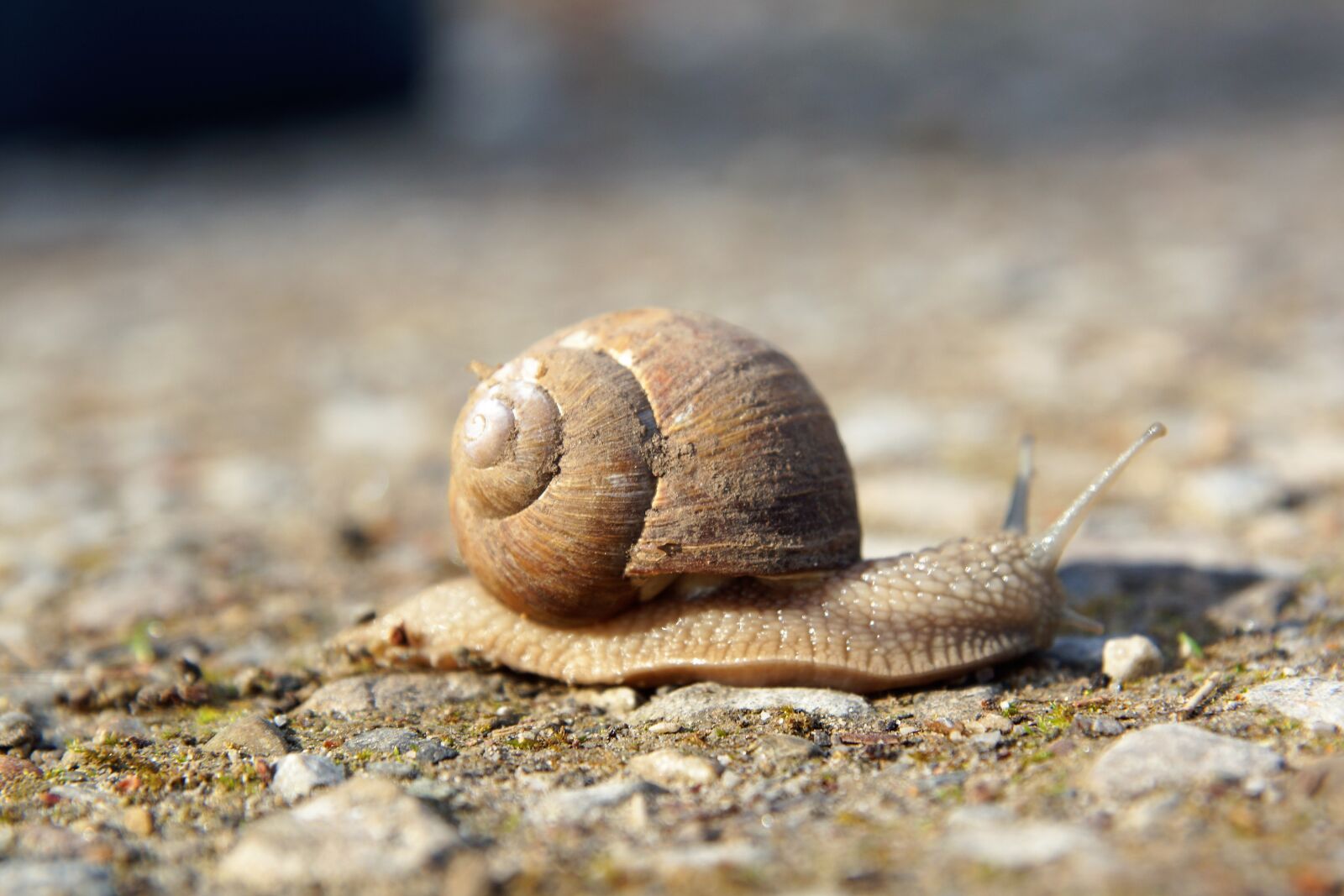 24-70mm F2.8 sample photo. Slowly, snail, nature photography