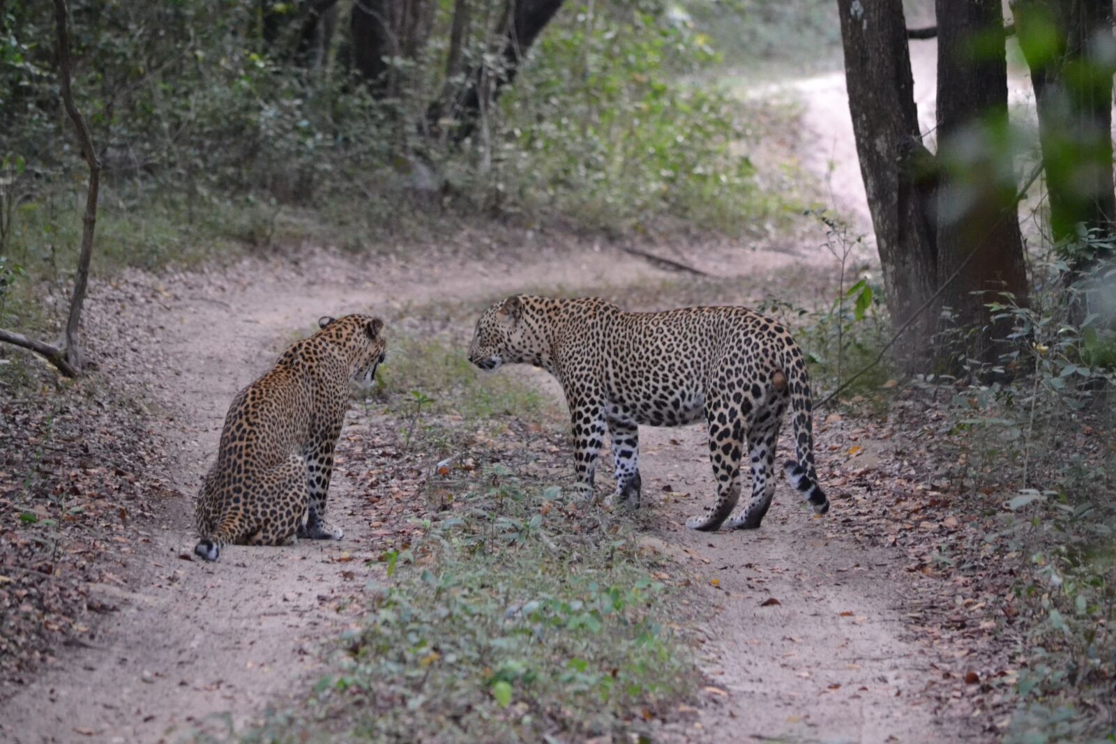 Nikon D3100 sample photo. Leopard, sri lanka, wildlife photography