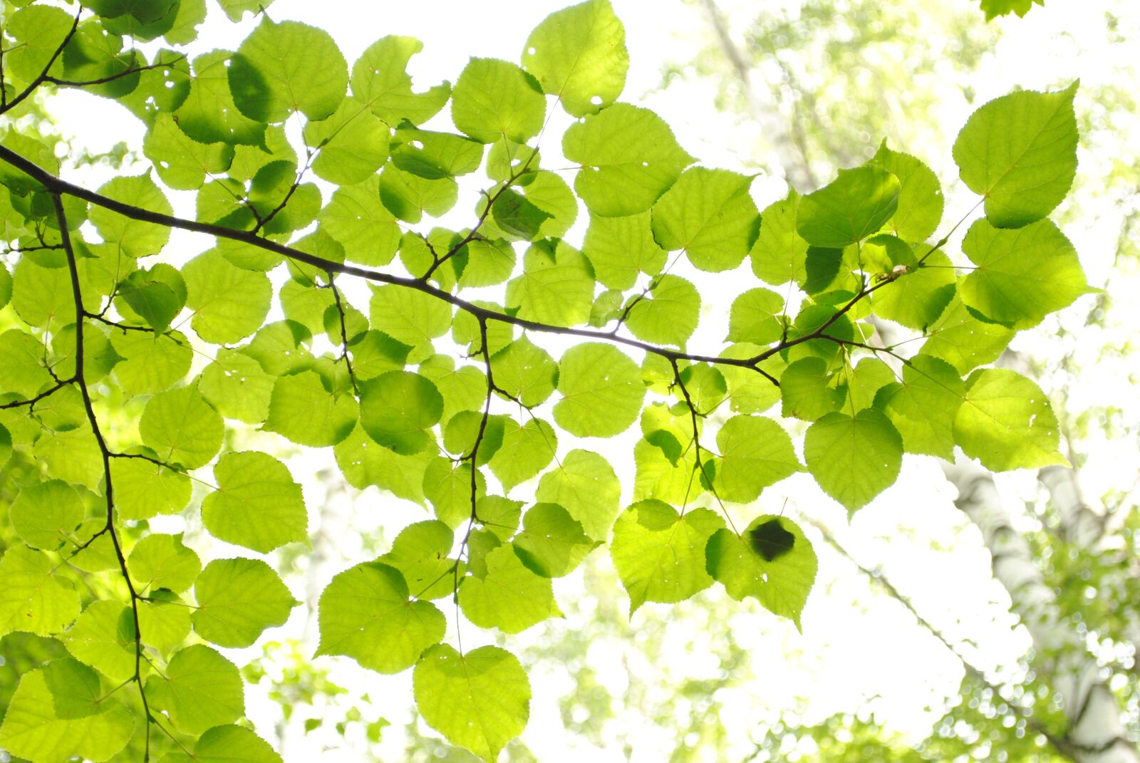 Nikon D3000 sample photo. Foliage, forest, forests photography