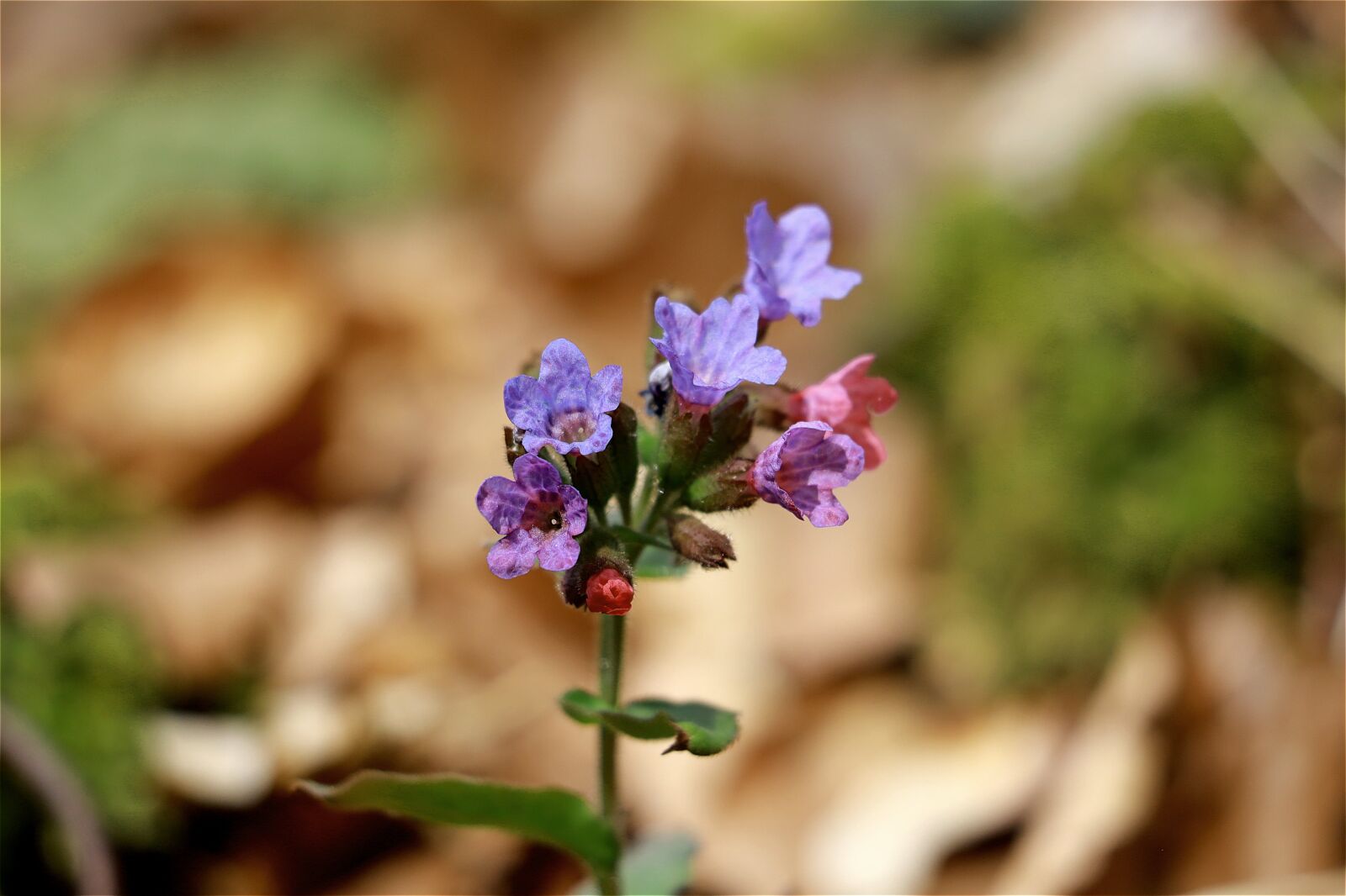 Canon EF 70-300 F4-5.6 IS II USM sample photo. Lungwort, borage family, hansel photography