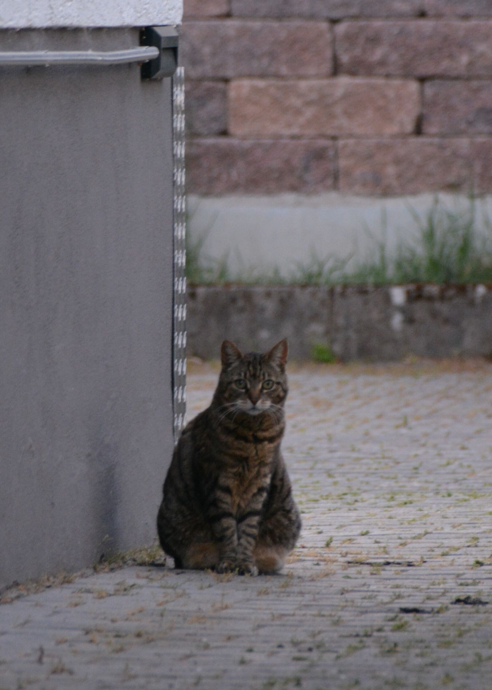 Nikon D5200 sample photo. Cat, animal, pet photography