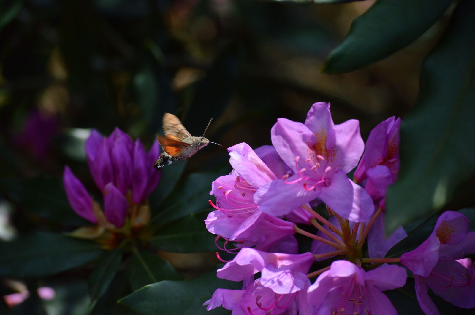 Nikon D3200 sample photo. Flower, pink, garden photography