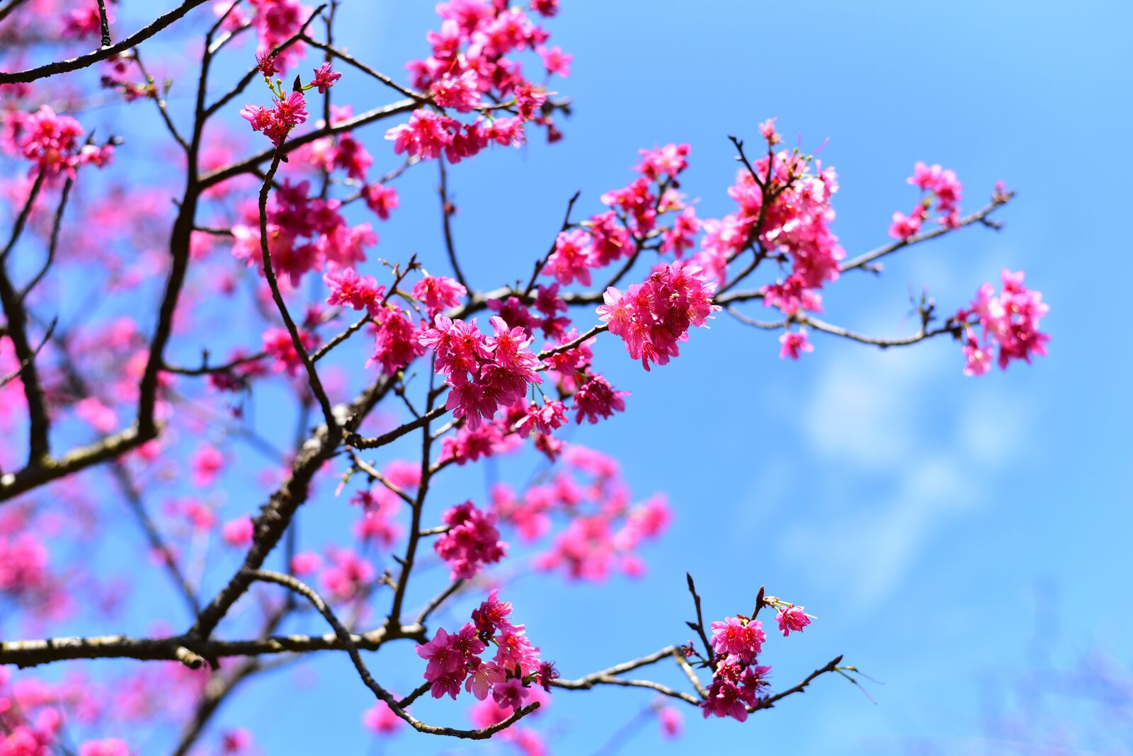 Nikon D750 sample photo. Plant, flower, cherry blossom photography