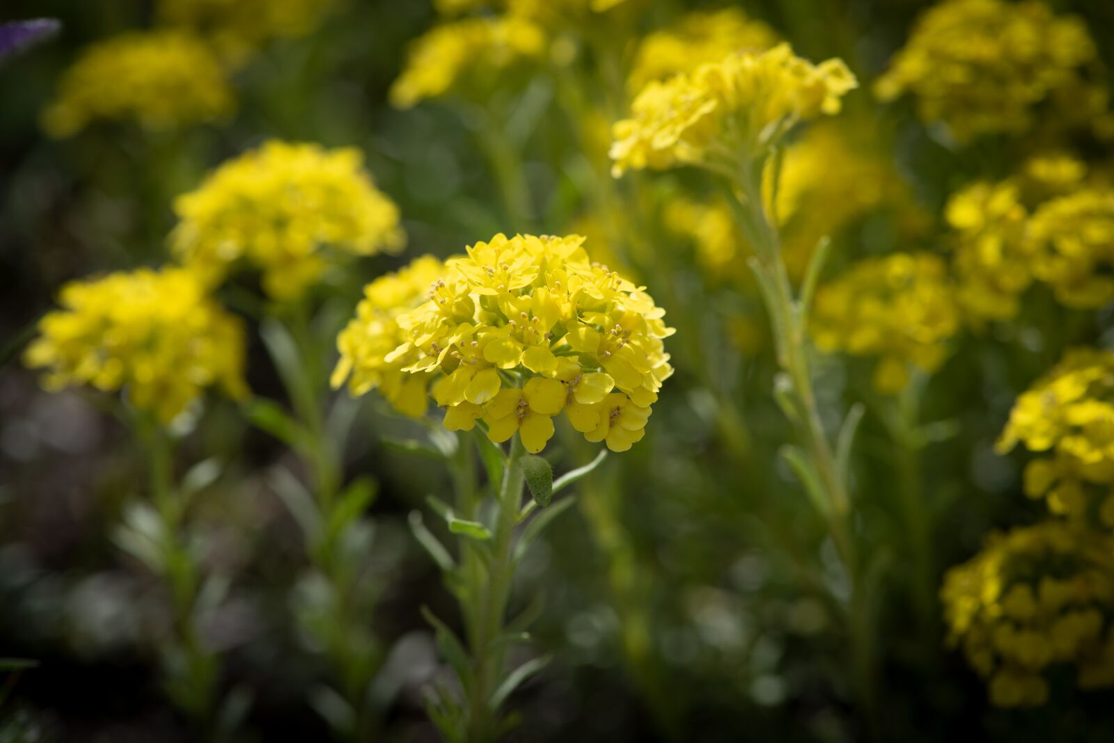 Nikon D750 sample photo. Flower, flowers, yellow photography