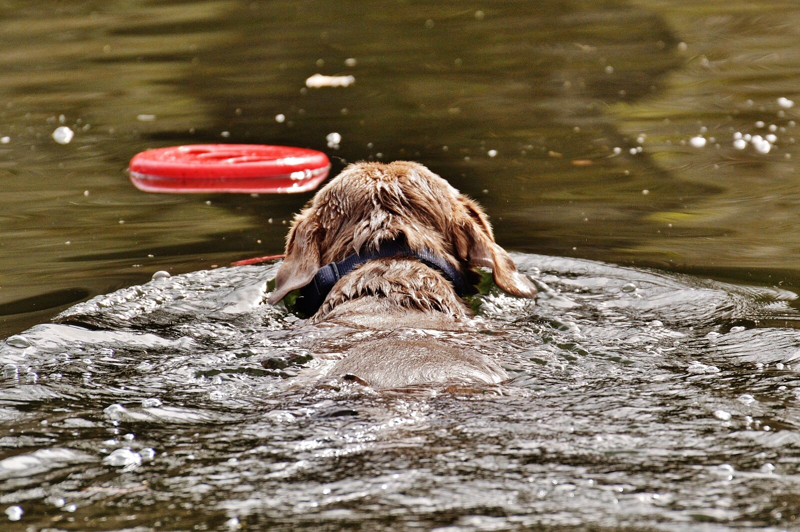 Nikon D3200 sample photo. Dog, swim, wet photography