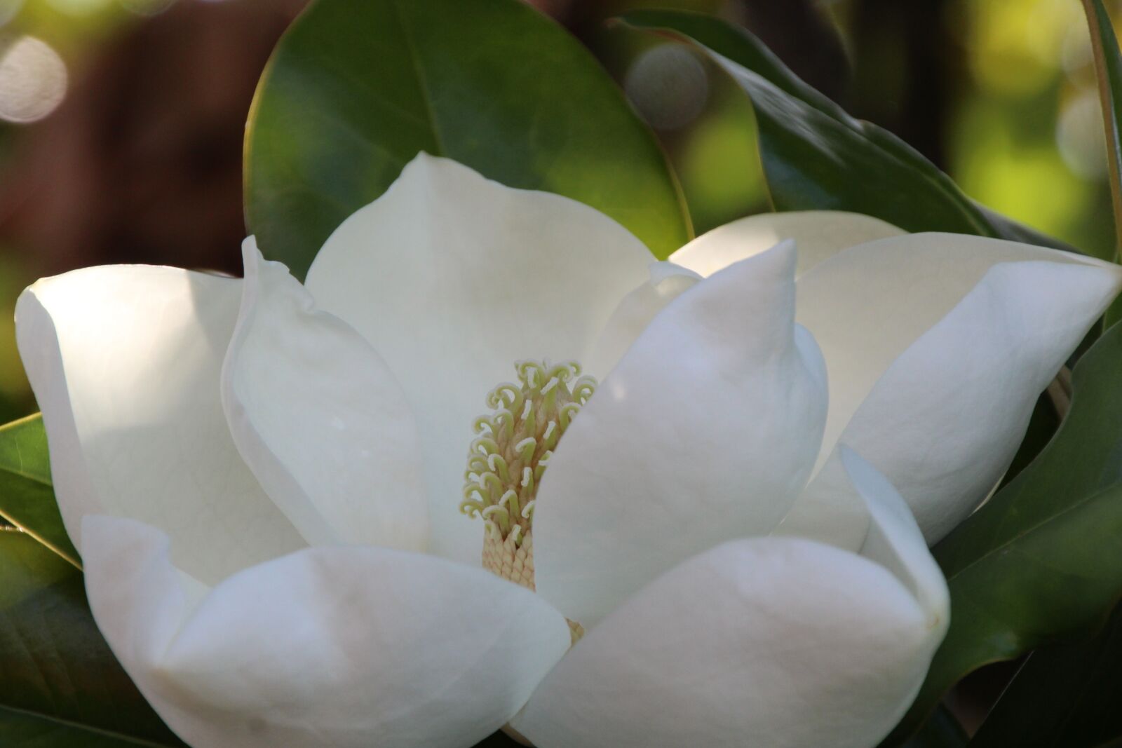 Canon EOS 1200D (EOS Rebel T5 / EOS Kiss X70 / EOS Hi) sample photo. Magnolia, white, magnoliengewaechs photography