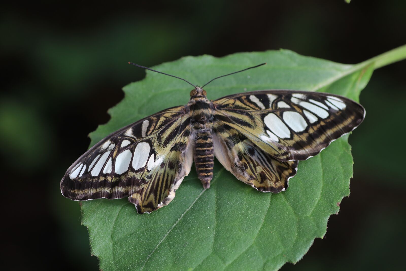 Canon EOS 80D sample photo. Butterfly, spring, new forest photography