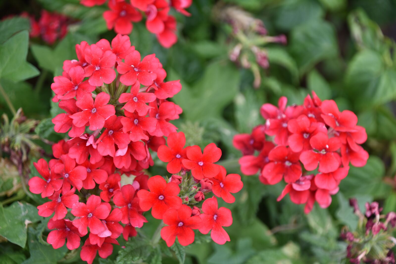 Nikon D7200 sample photo. Red flowers, flower, plant photography