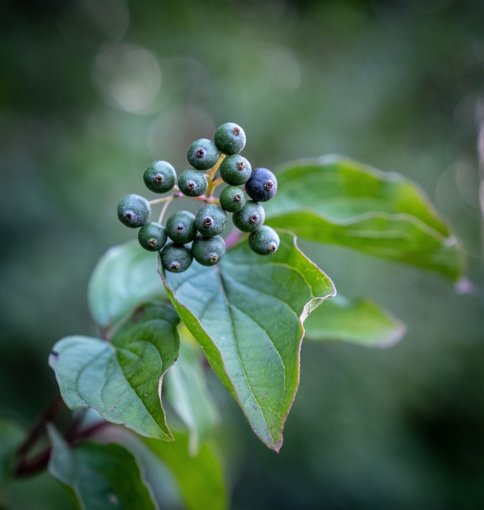 Fujifilm X-T2 sample photo. Tree shrub, fruits, berries photography